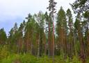 Lappajärvi Tarvola metsäpalsta 44,0 ha 3