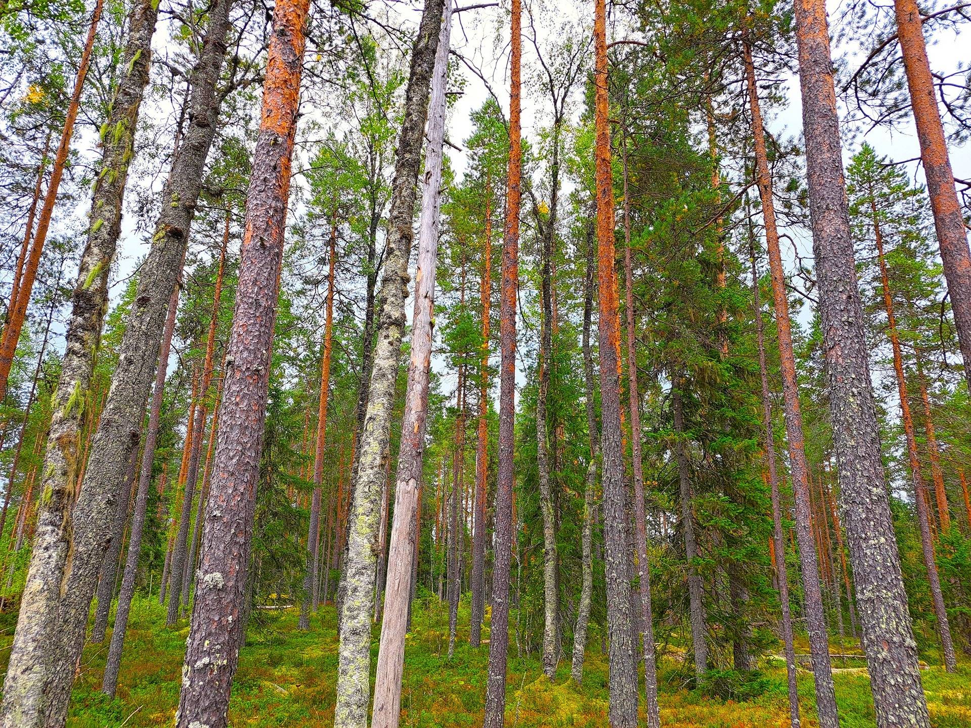 Lappajärvi Tarvola metsäpalsta 44,0 ha 5