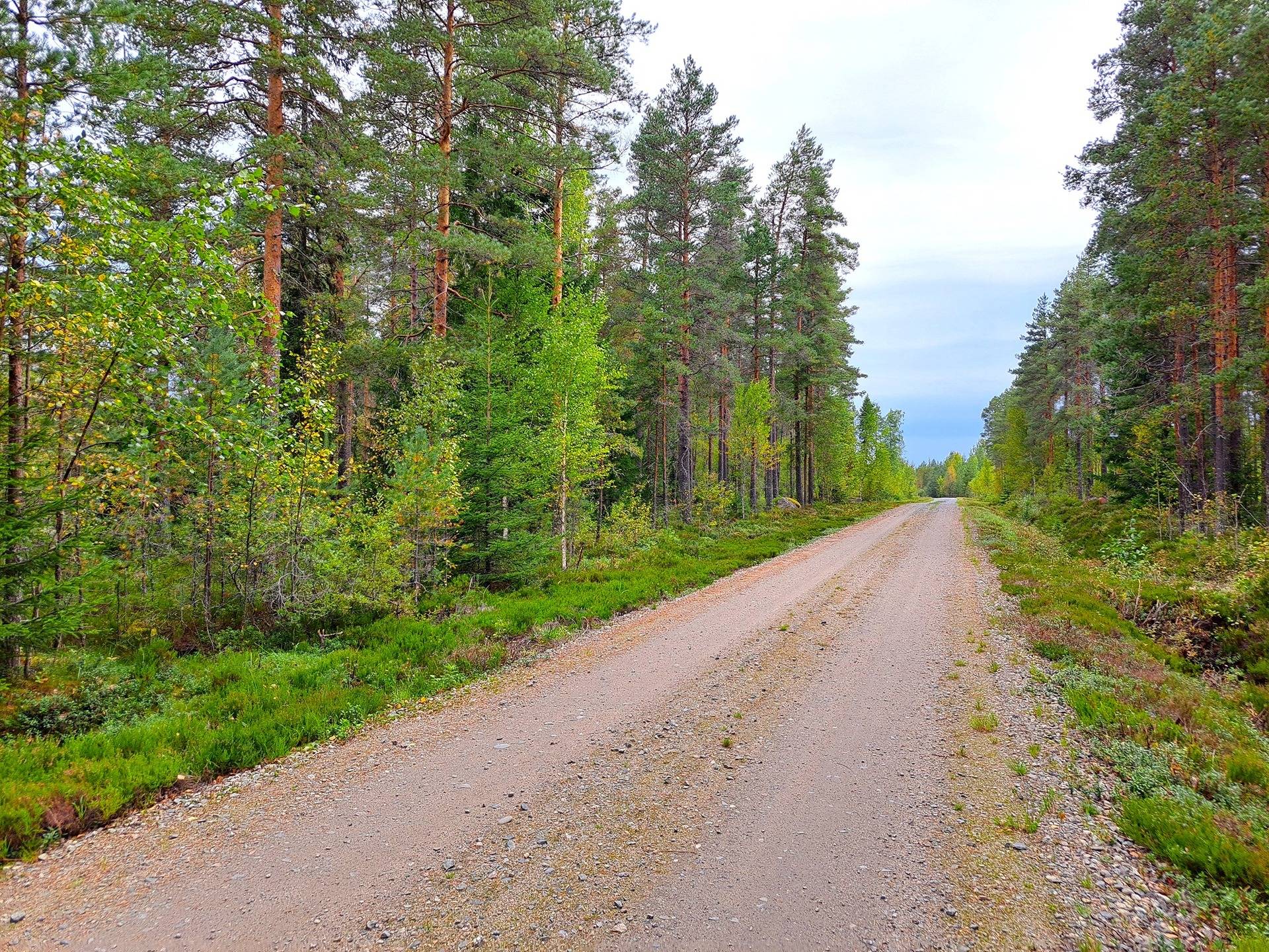 Lappajärvi Tarvola metsäpalsta 44,0 ha 9