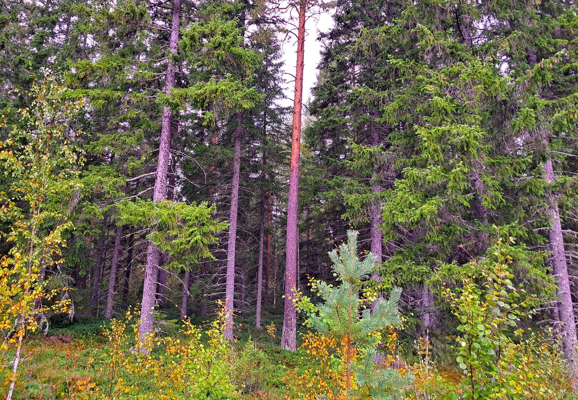 Lappajärvi Tarvola metsäpalsta 44,0 ha 10