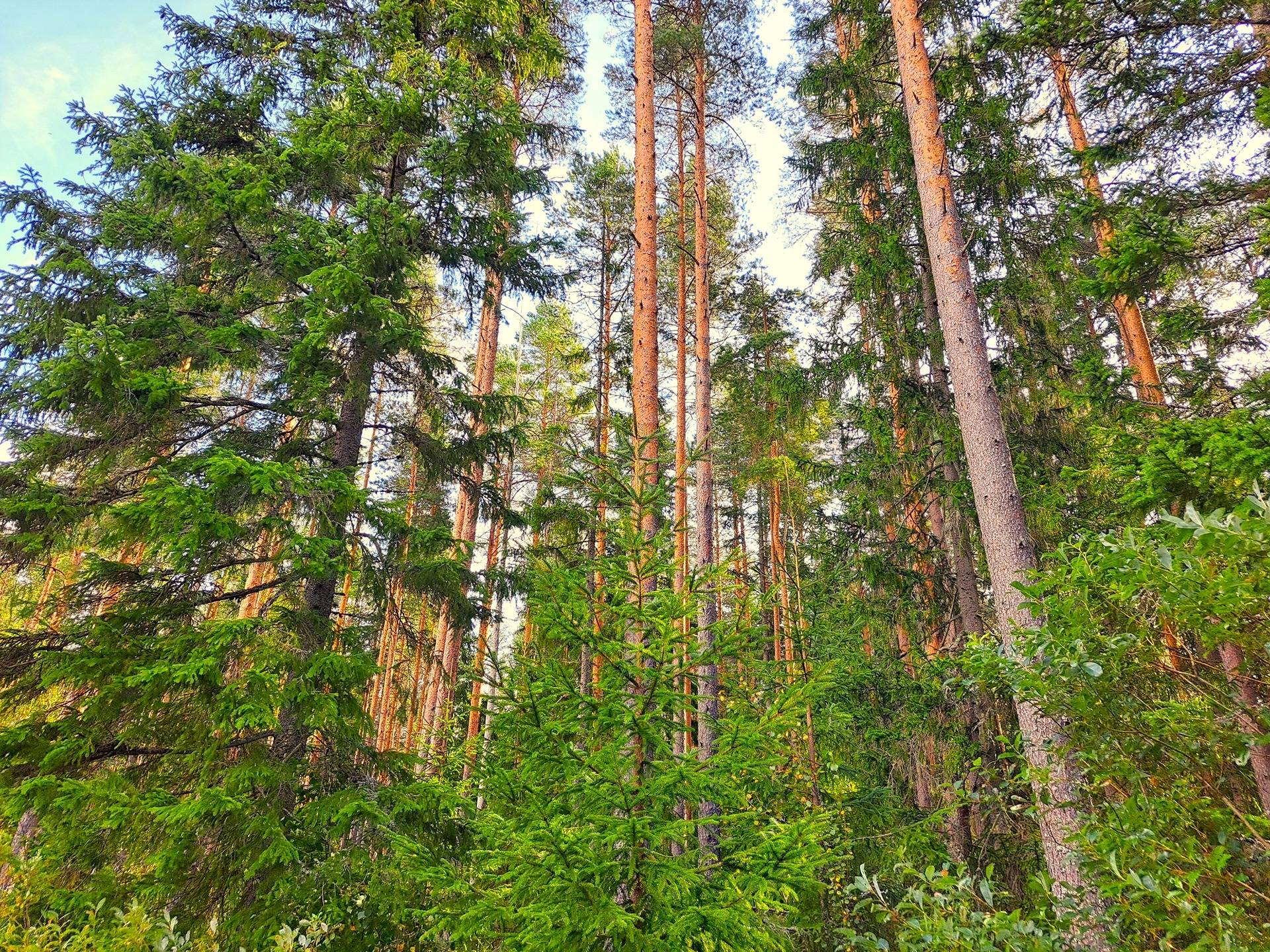 Lappajärvi TAPIOLA 9:56 metsätila 2,415 ha 2