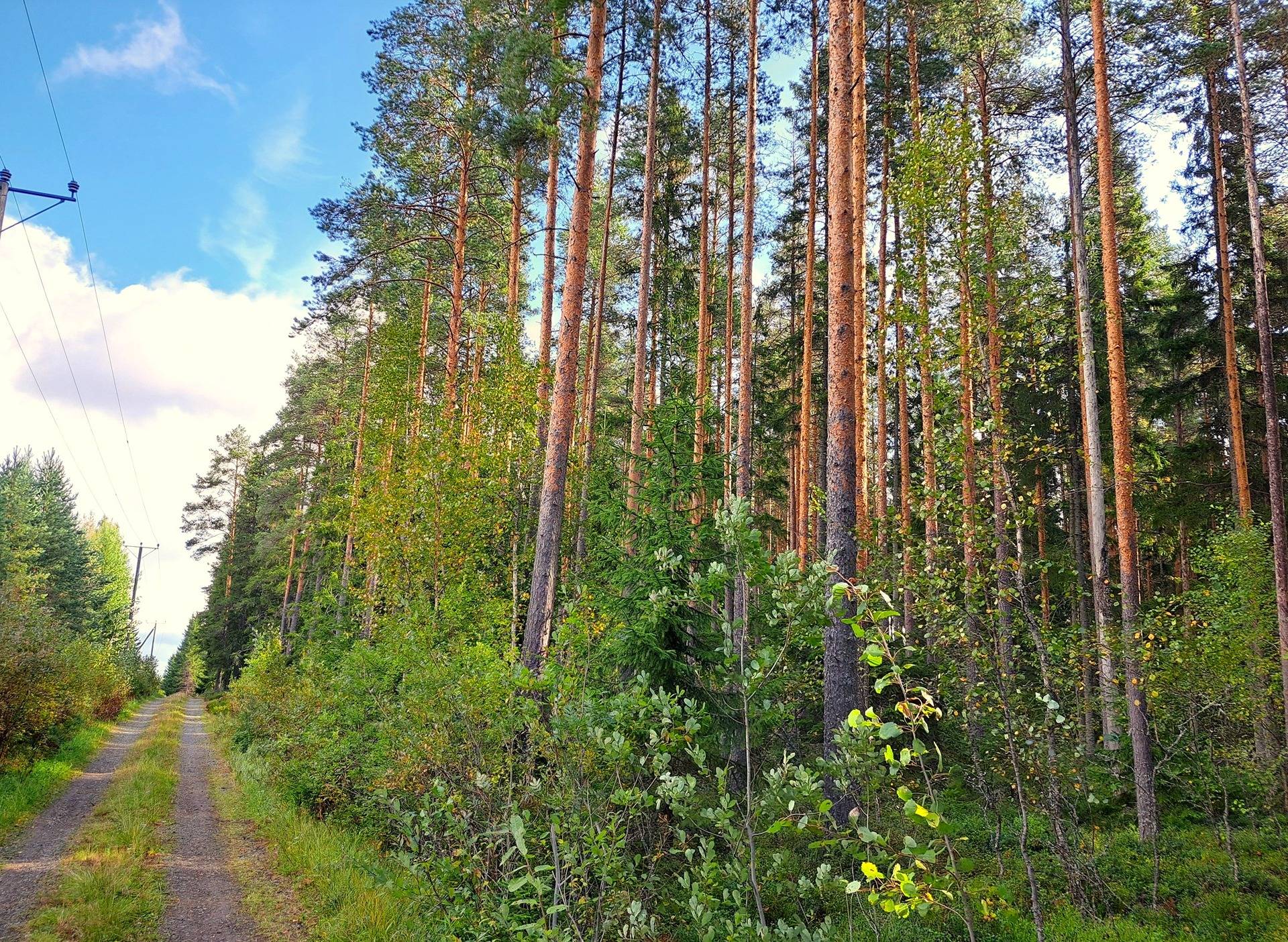 Lappajärvi TAPIOLA 9:56 metsätila 2,415 ha 7