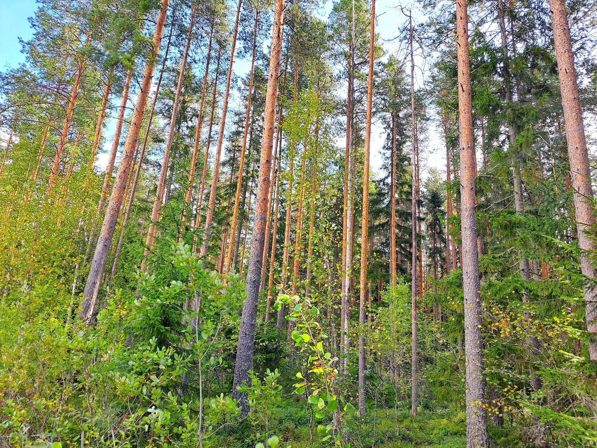 Lappajärvi TAPIOLA 9:56 metsätila 2,415 ha 3