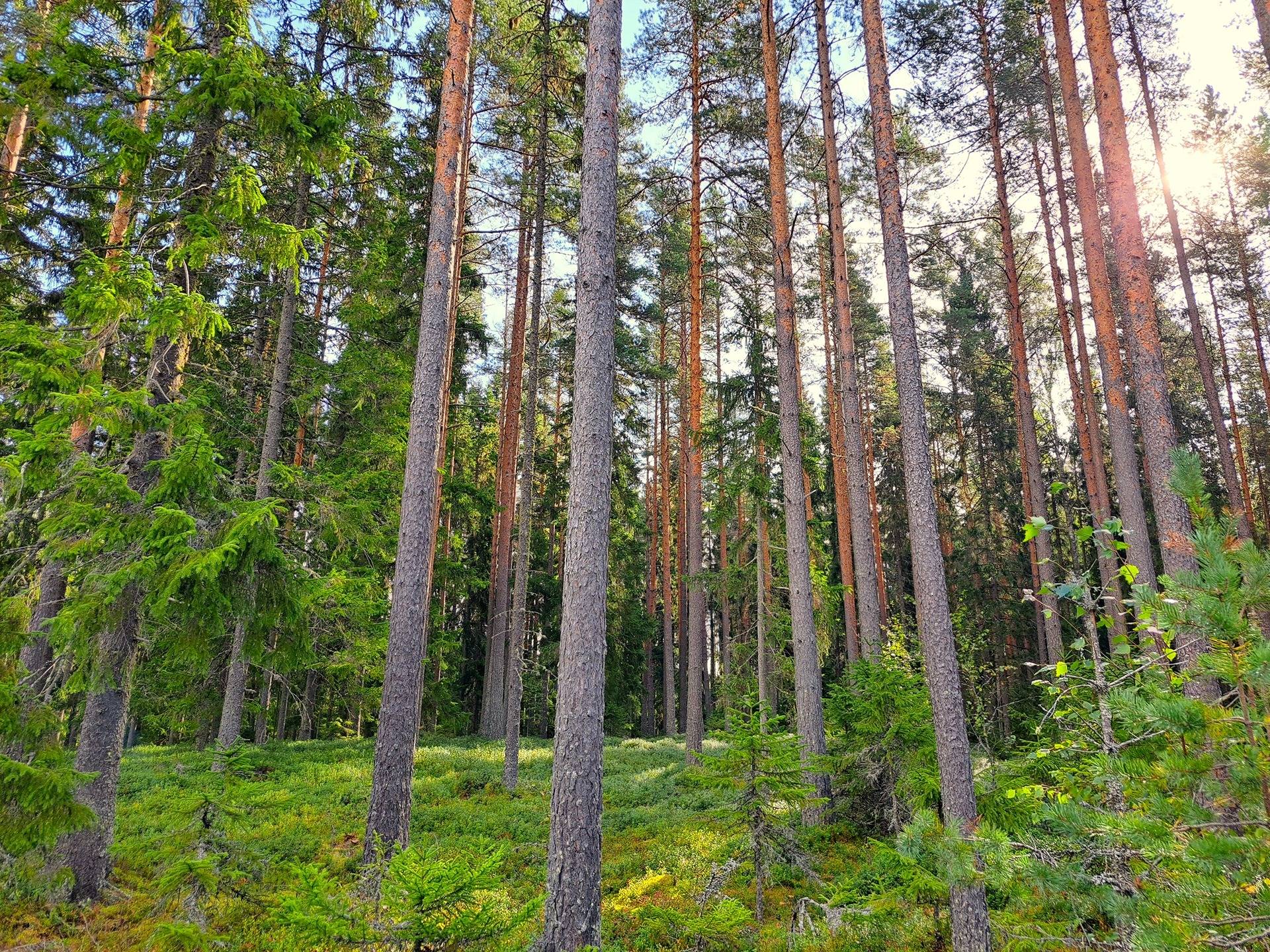 Lappajärvi TAPIOLA 9:56 metsätila 2,415 ha 5