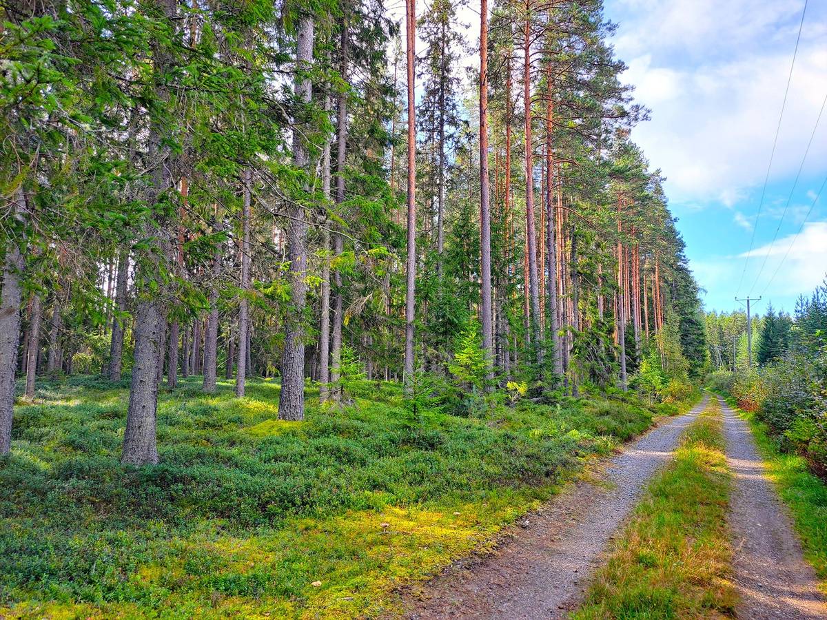 Cover photo for the object Lappajärvi TAPIOLA 9:56 metsätila 2,415 ha