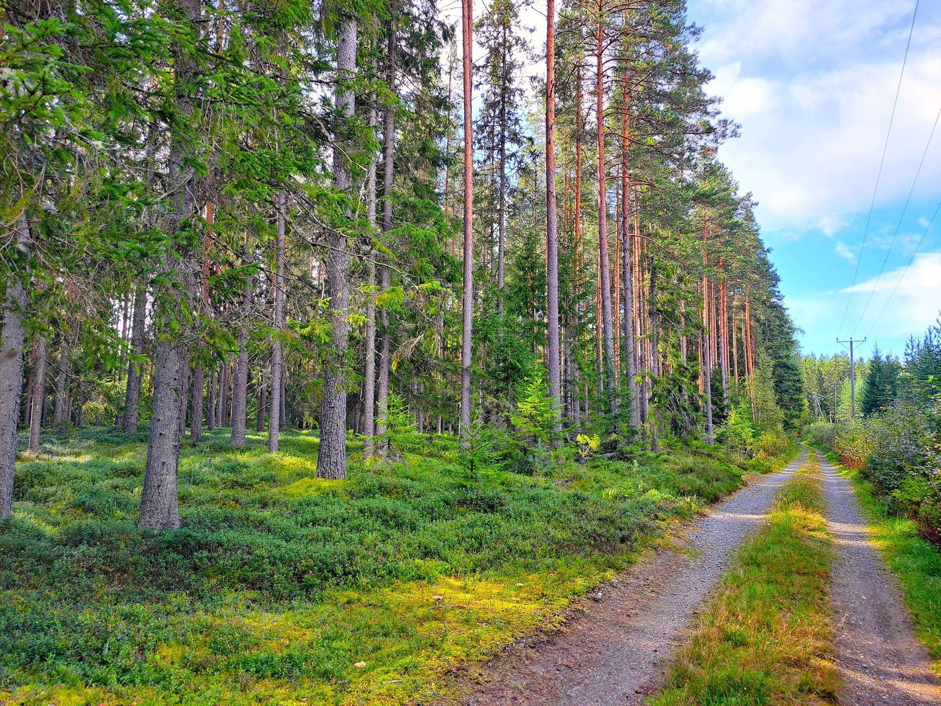 Omslagsbild för objektet Lappajärvi TAPIOLA 9:56 metsätila 2,415 ha