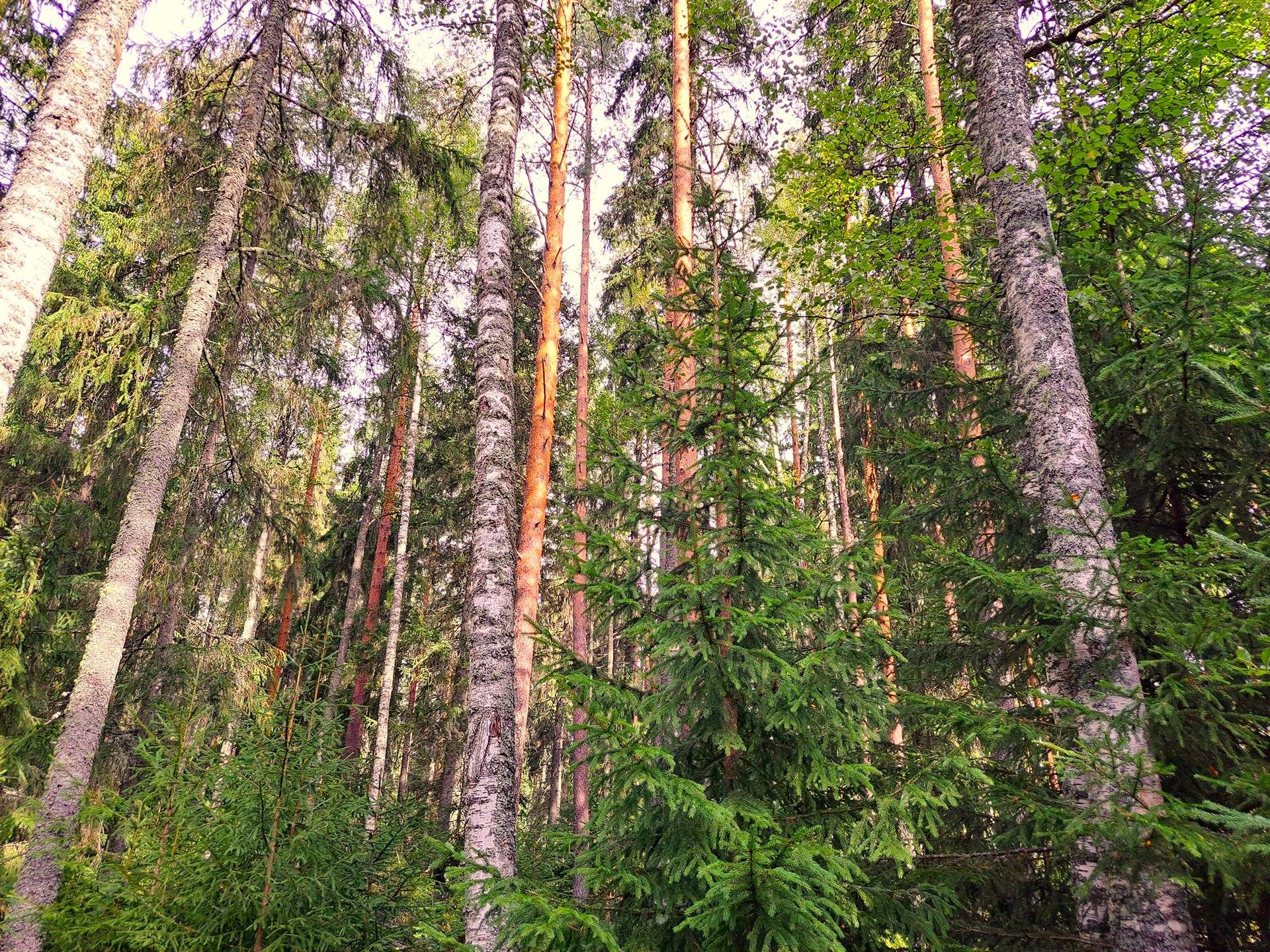 Lappajärvi TAPIOLA 9:56 metsätila 2,415 ha 6