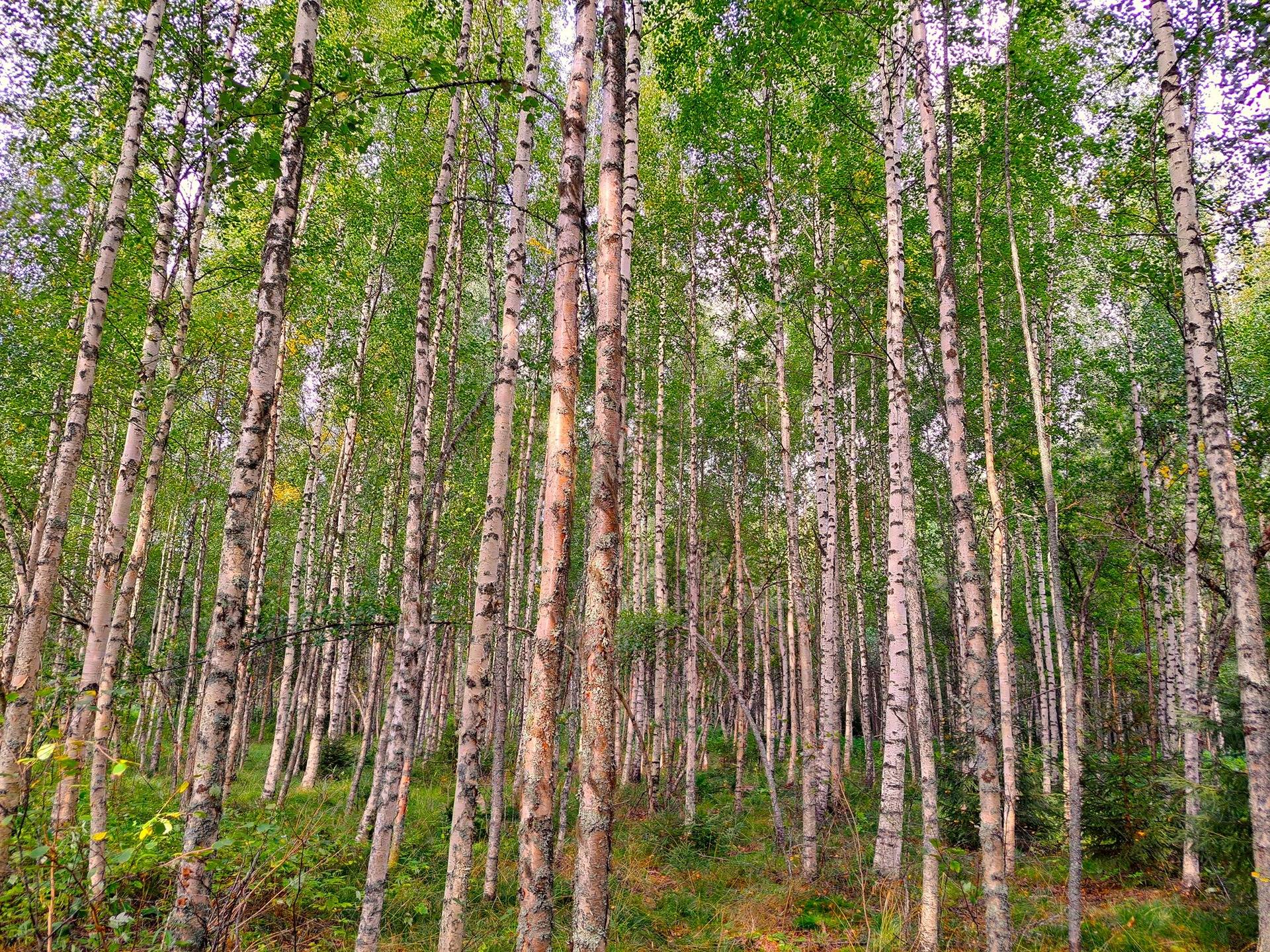 Lappajärvi TAPIOLA 9:56 metsätila 2,415 ha 4