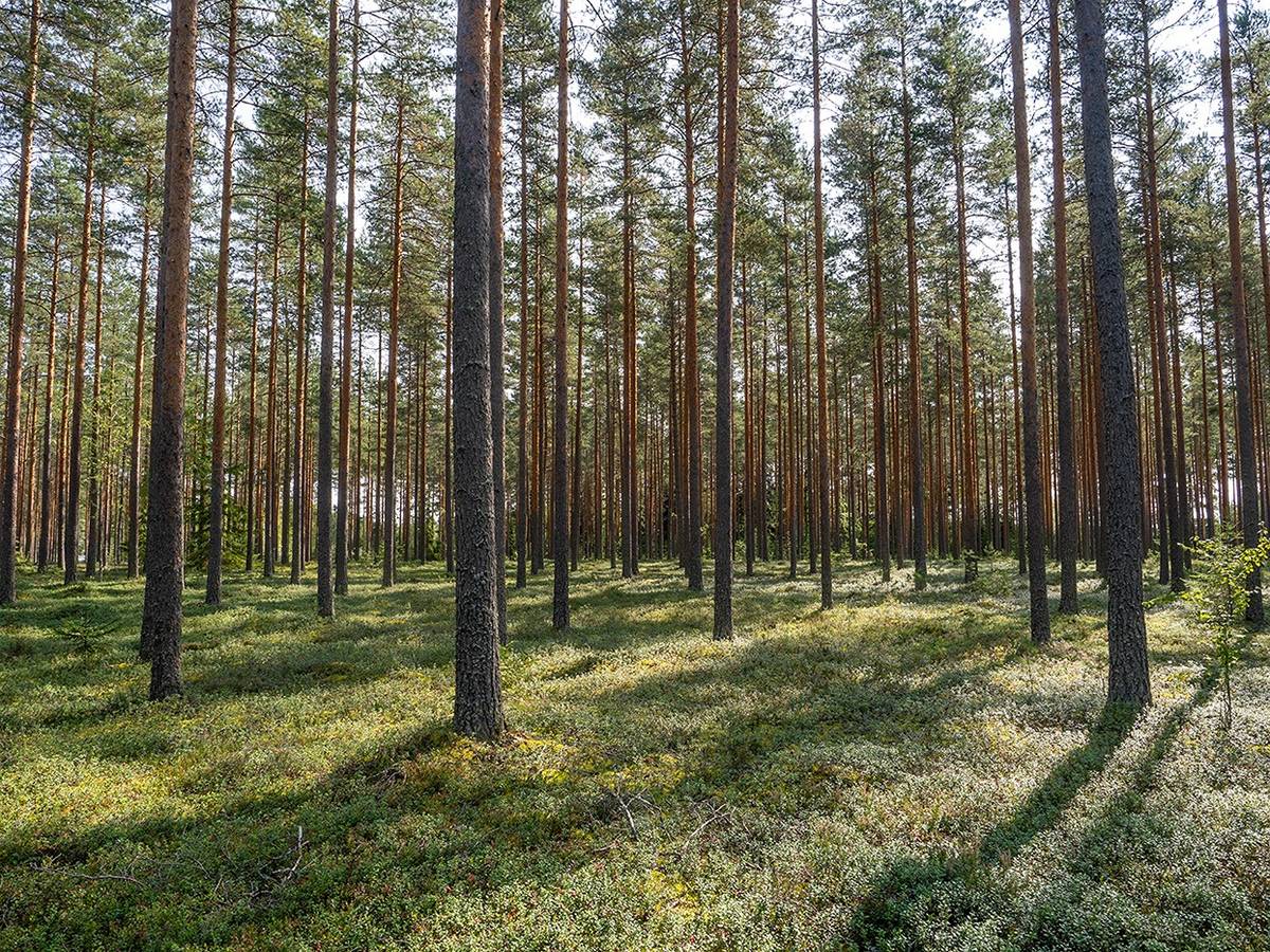 Omslagsbild för objektet Niemelä 739-439-7-25, Mikkola 739-439-7-20 ja Pitkälä 739-439-7-51