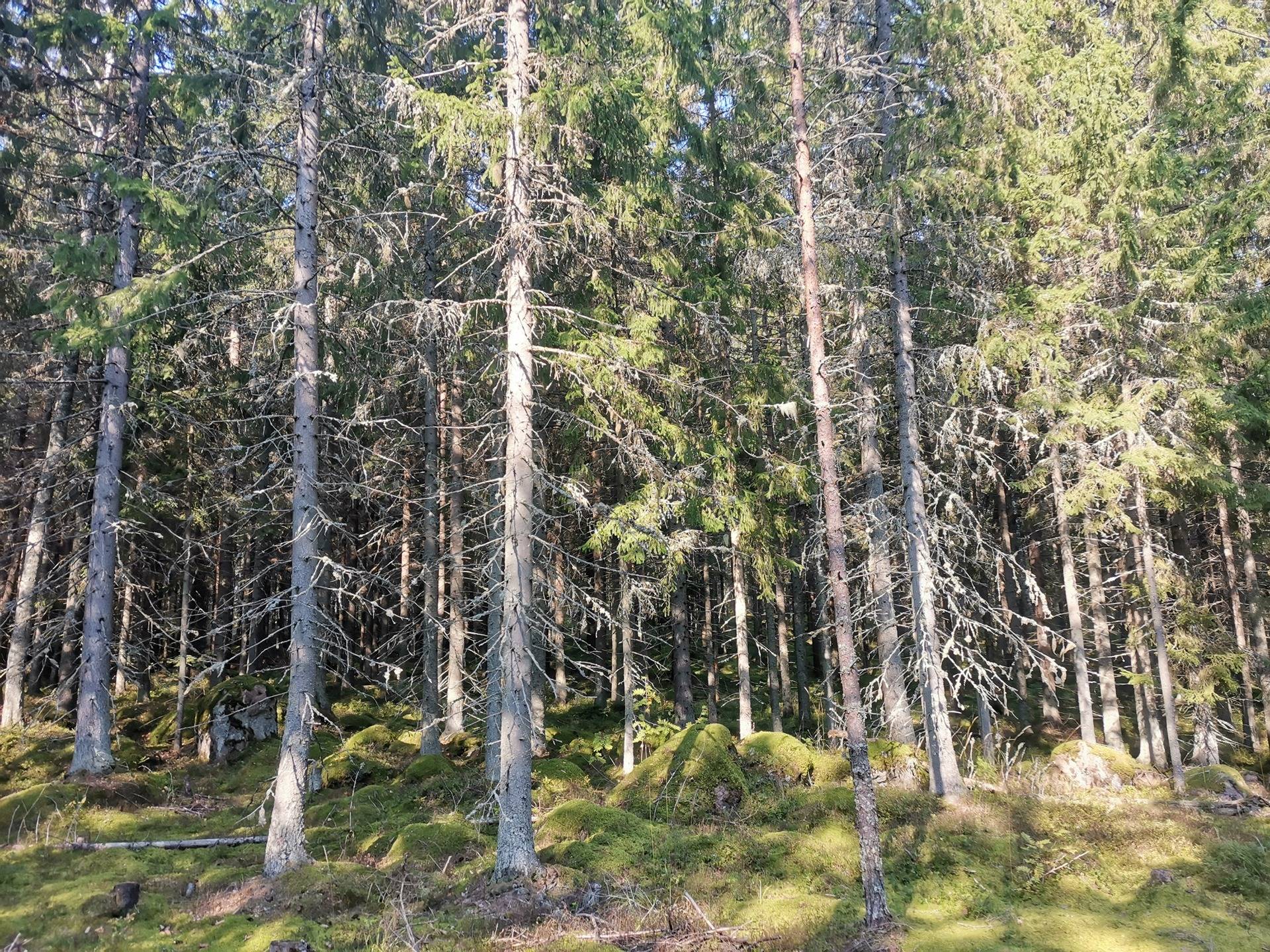 Kalperi 935-422-1-77 (Määräala / Metsä) 21