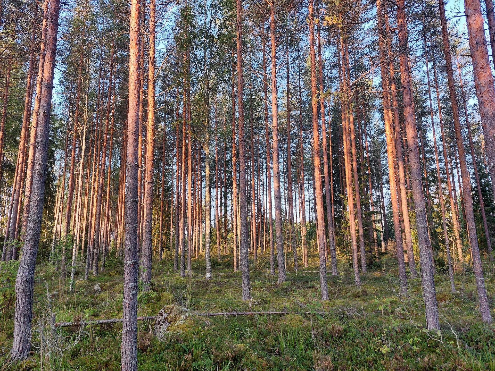 Tevaninmetsä 700-403-1-55, määräala 12