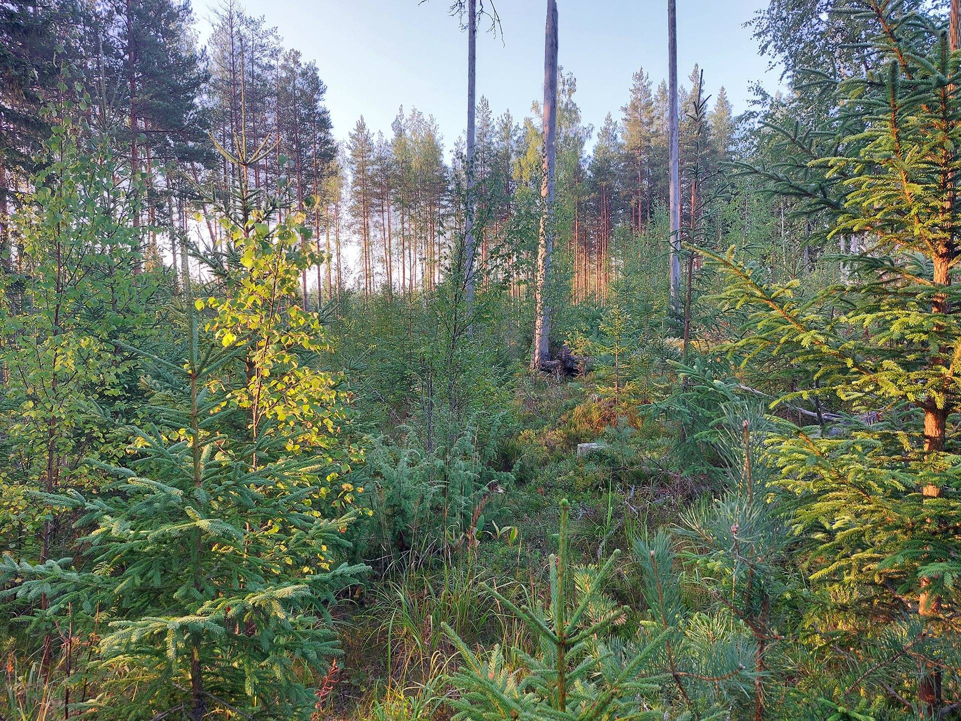 Tevaninmetsä 700-403-1-55, määräala 14