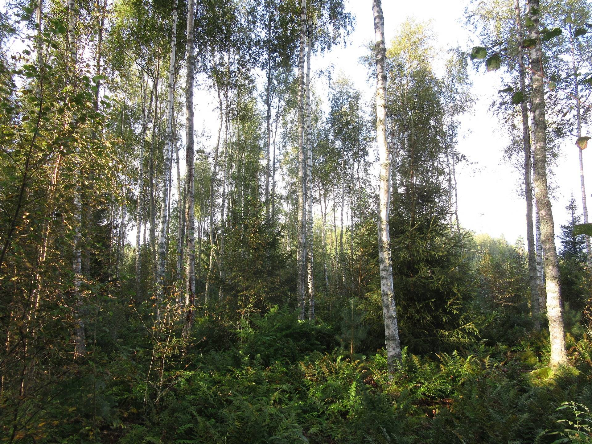 Metsätila Honkajoella, Fenander 1