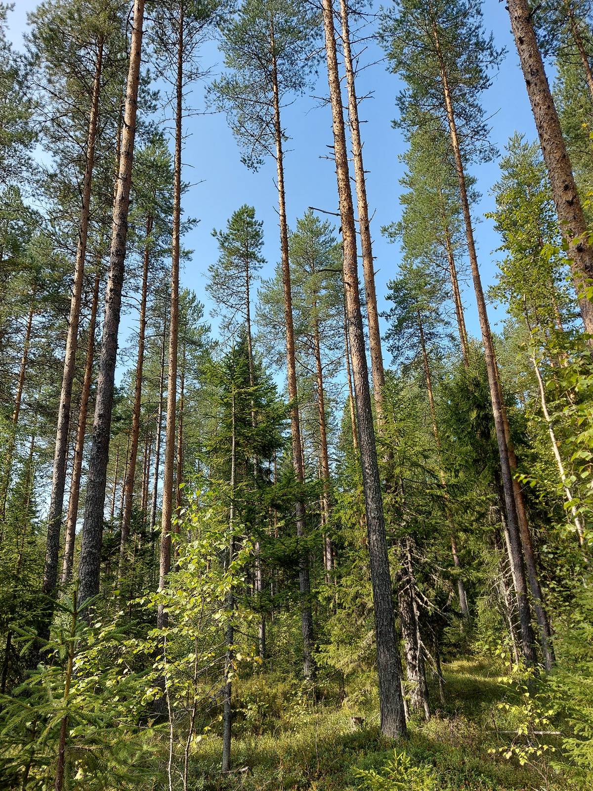 Omslagsbild för objektet Eteläselkä (171-405-14-17) ja Eteläselkä II (171-405-14-21)