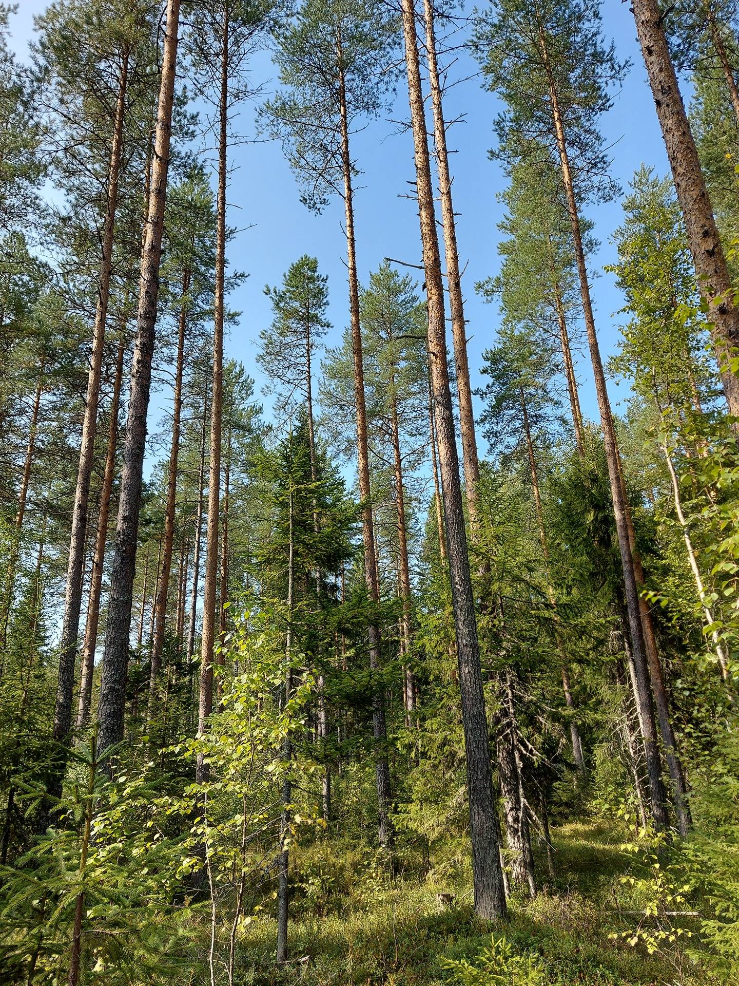 Kansikuva kohteelle Eteläselkä (171-405-14-17) ja Eteläselkä II (171-405-14-21)