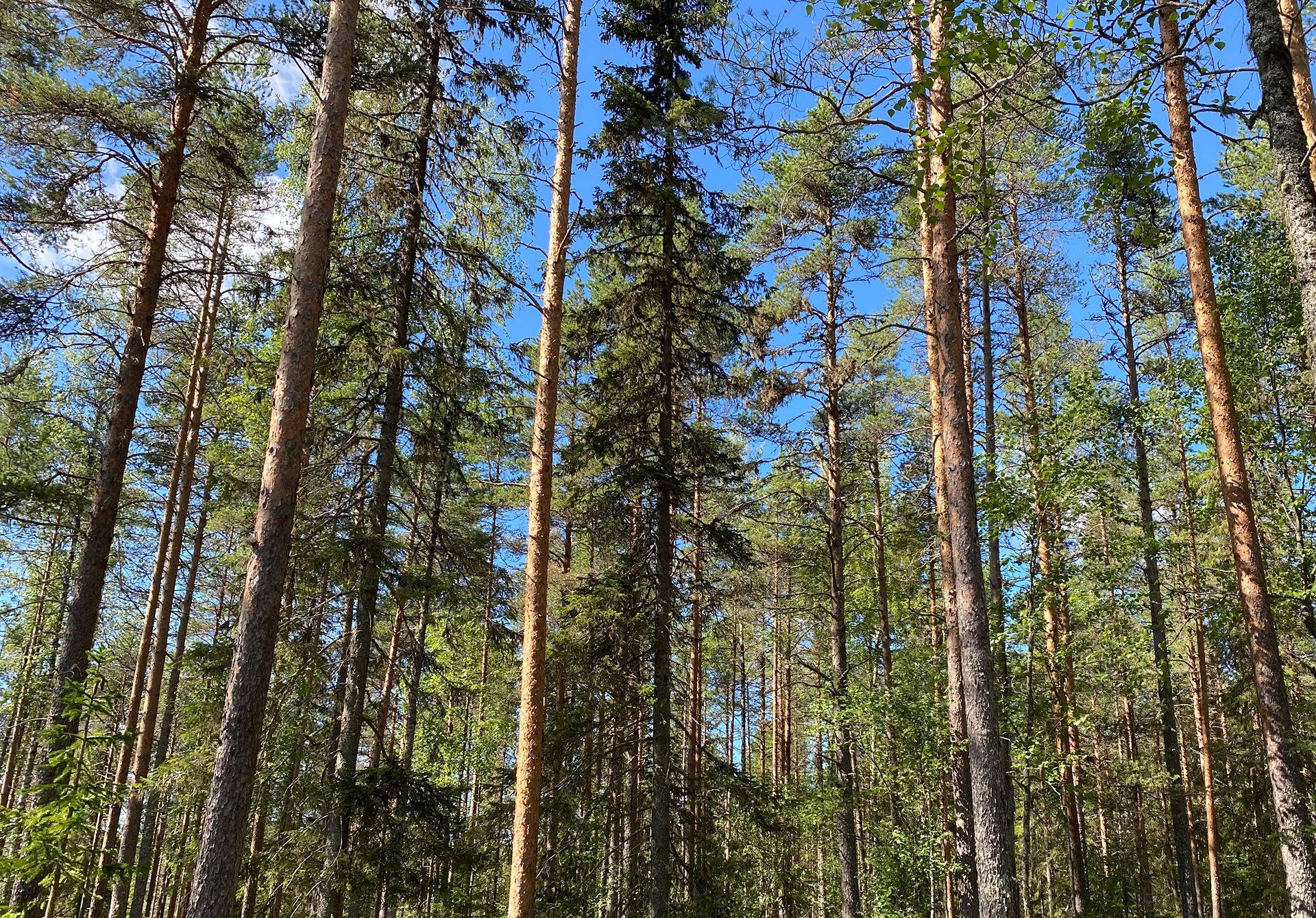 Omslagsbild för objektet Jauran palsta