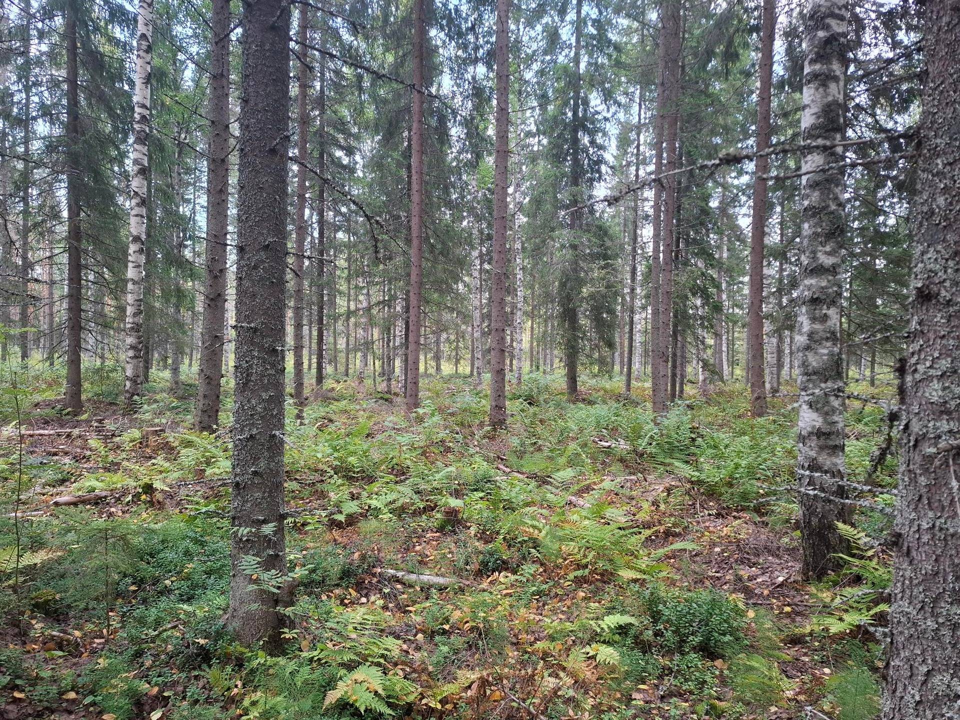 Omslagsbild för objektet PUKKIKANGAS 426-404-18-32, Lammu