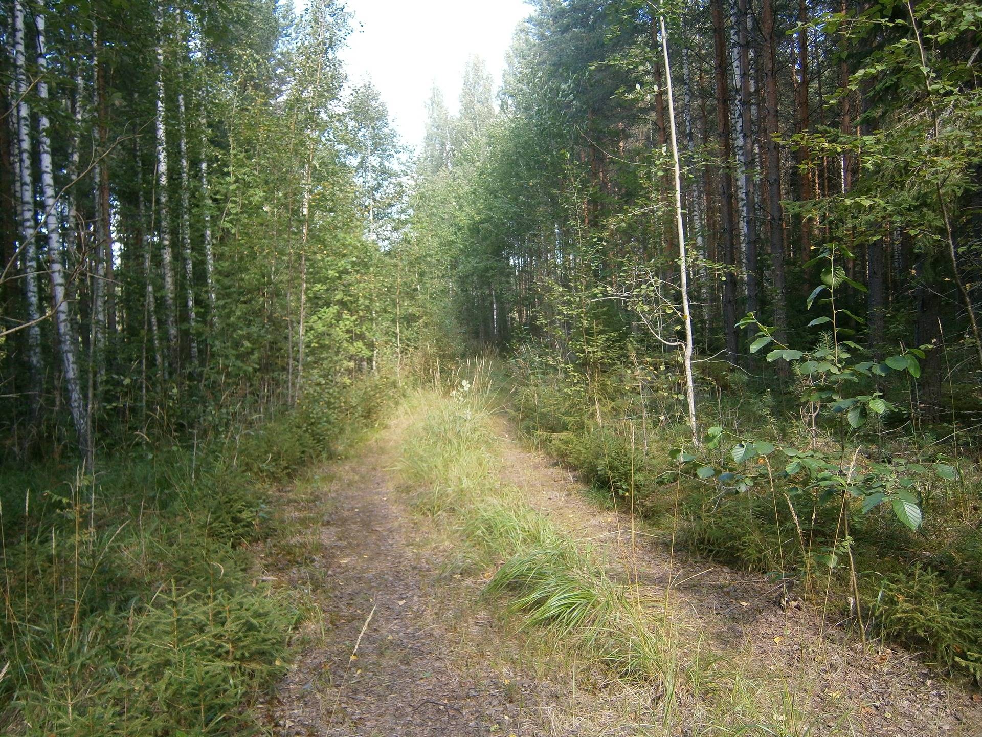 PÄLKÄNE-HIRVO-SALMENSUU (määräala) 4