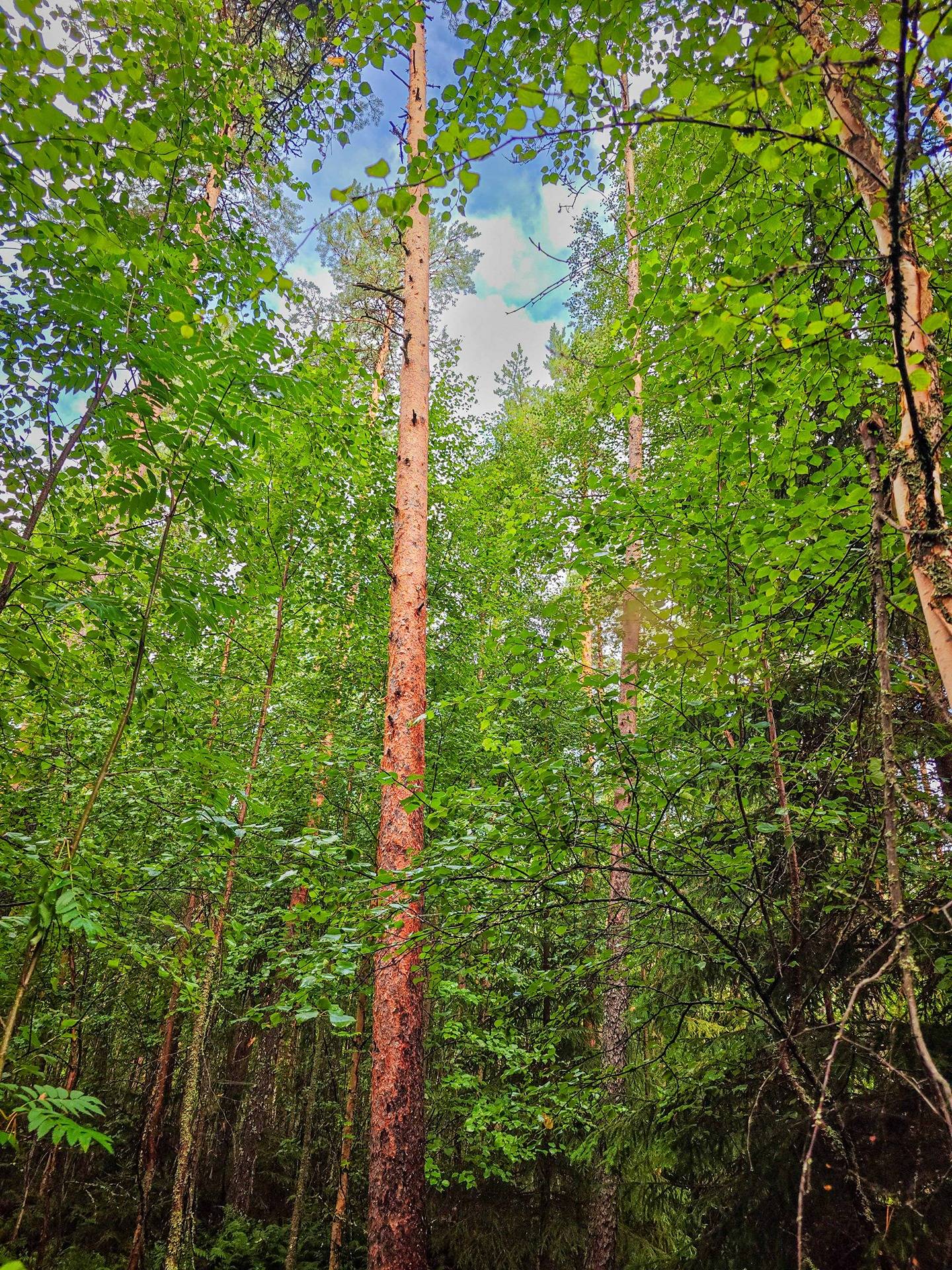 Isokyrö, Pitkärämäköntie ja Lehmäjoki, Rinta-Ollikkala 2:144 3