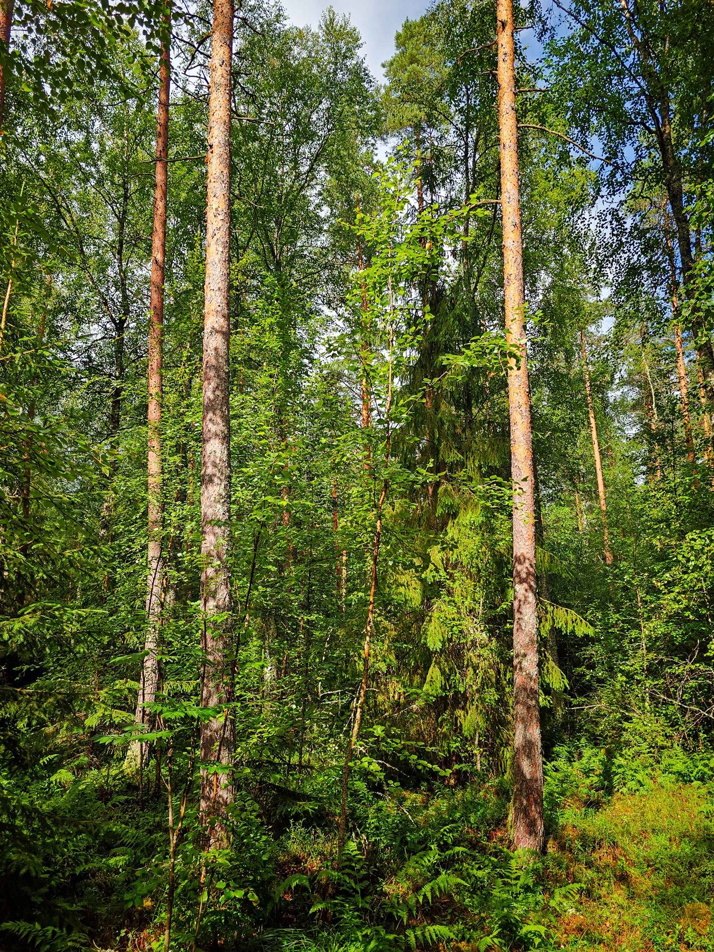 Isokyrö, Pitkärämäköntie ja Lehmäjoki, Rinta-Ollikkala 2:144 5