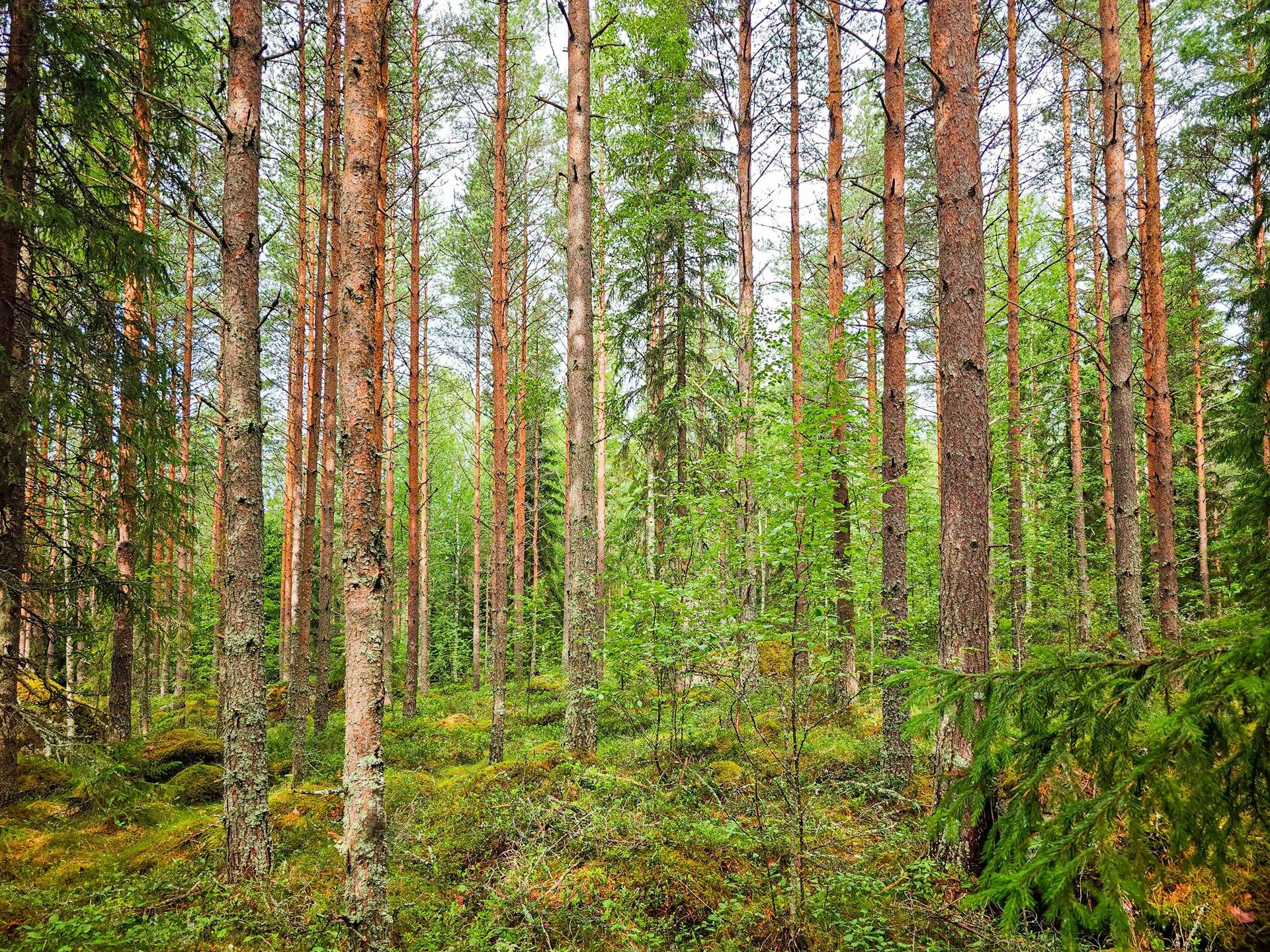 Omslagsbild för objektet Isokyrö, Pitkärämäköntie ja Lehmäjoki, Rinta-Ollikkala 2:144