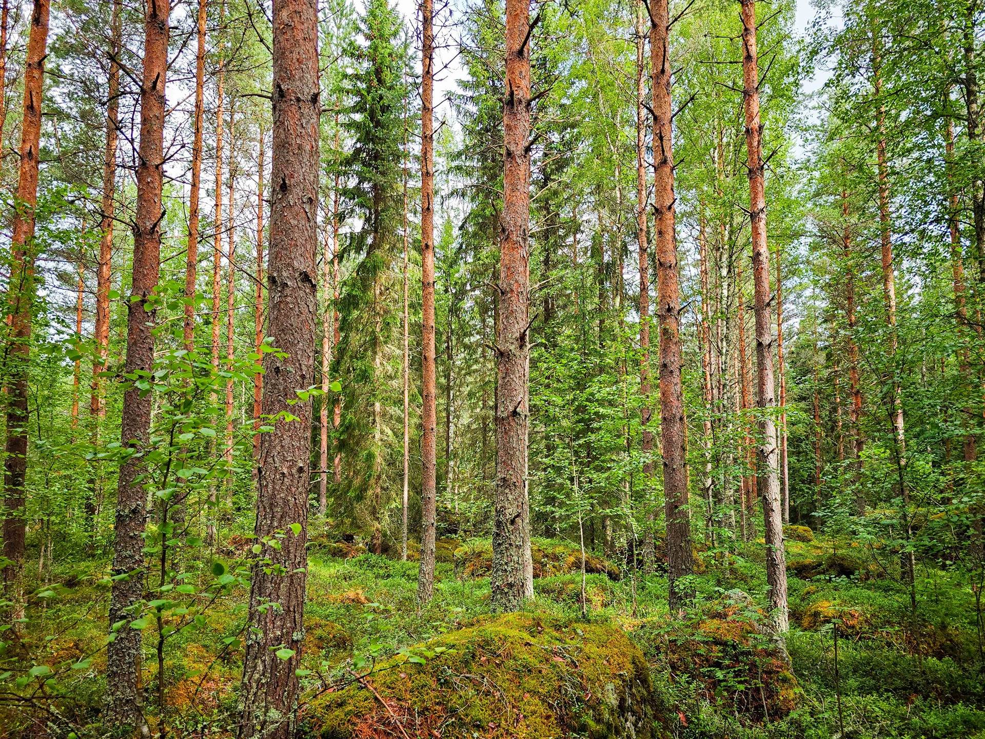 Isokyrö, Pitkärämäköntie ja Lehmäjoki, Rinta-Ollikkala 2:144 8