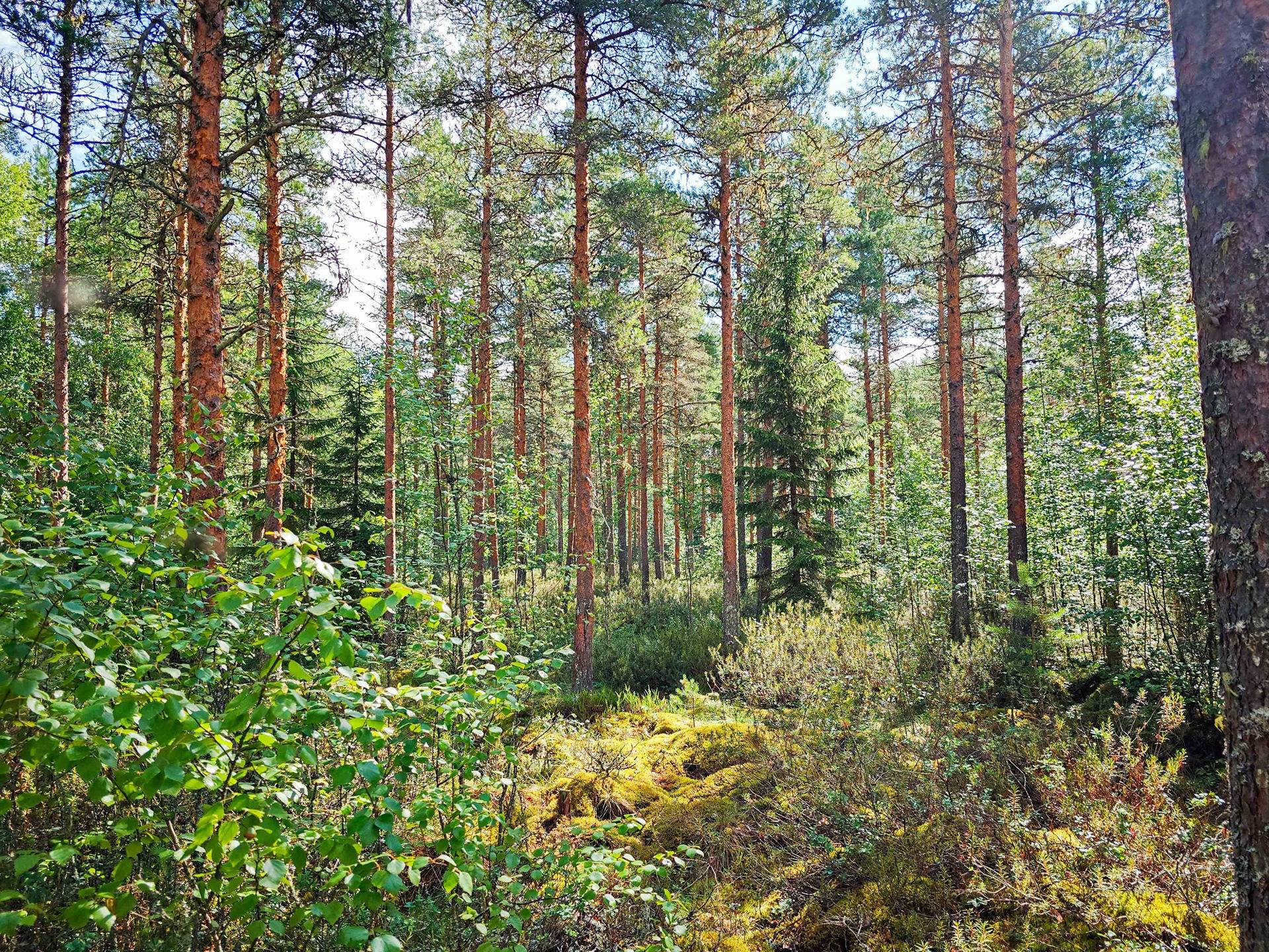 Isokyrö, Pitkärämäköntie ja Lehmäjoki, Rinta-Ollikkala 2:144 11