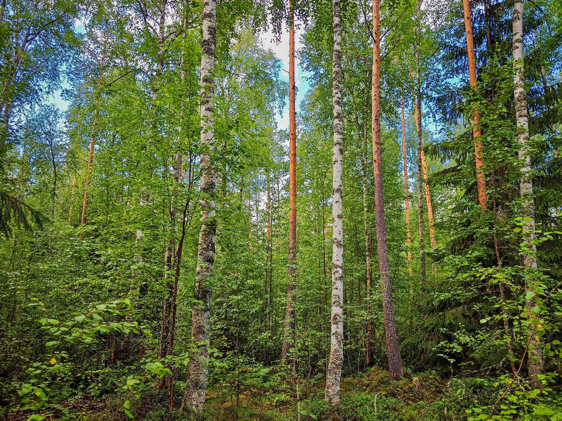 Isokyrö, Pitkärämäköntie ja Lehmäjoki, Rinta-Ollikkala 2:144 14