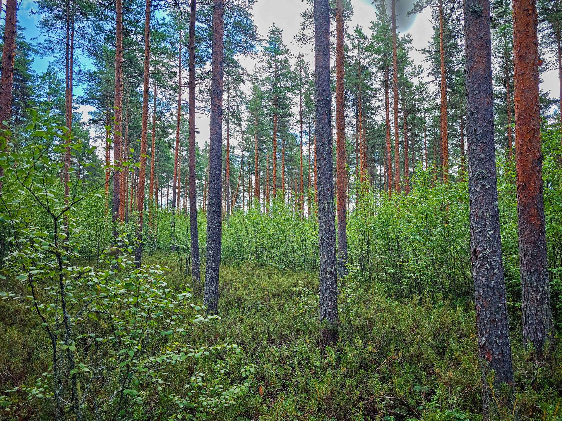 Isokyrö, Pitkärämäköntie ja Lehmäjoki, Rinta-Ollikkala 2:144 15