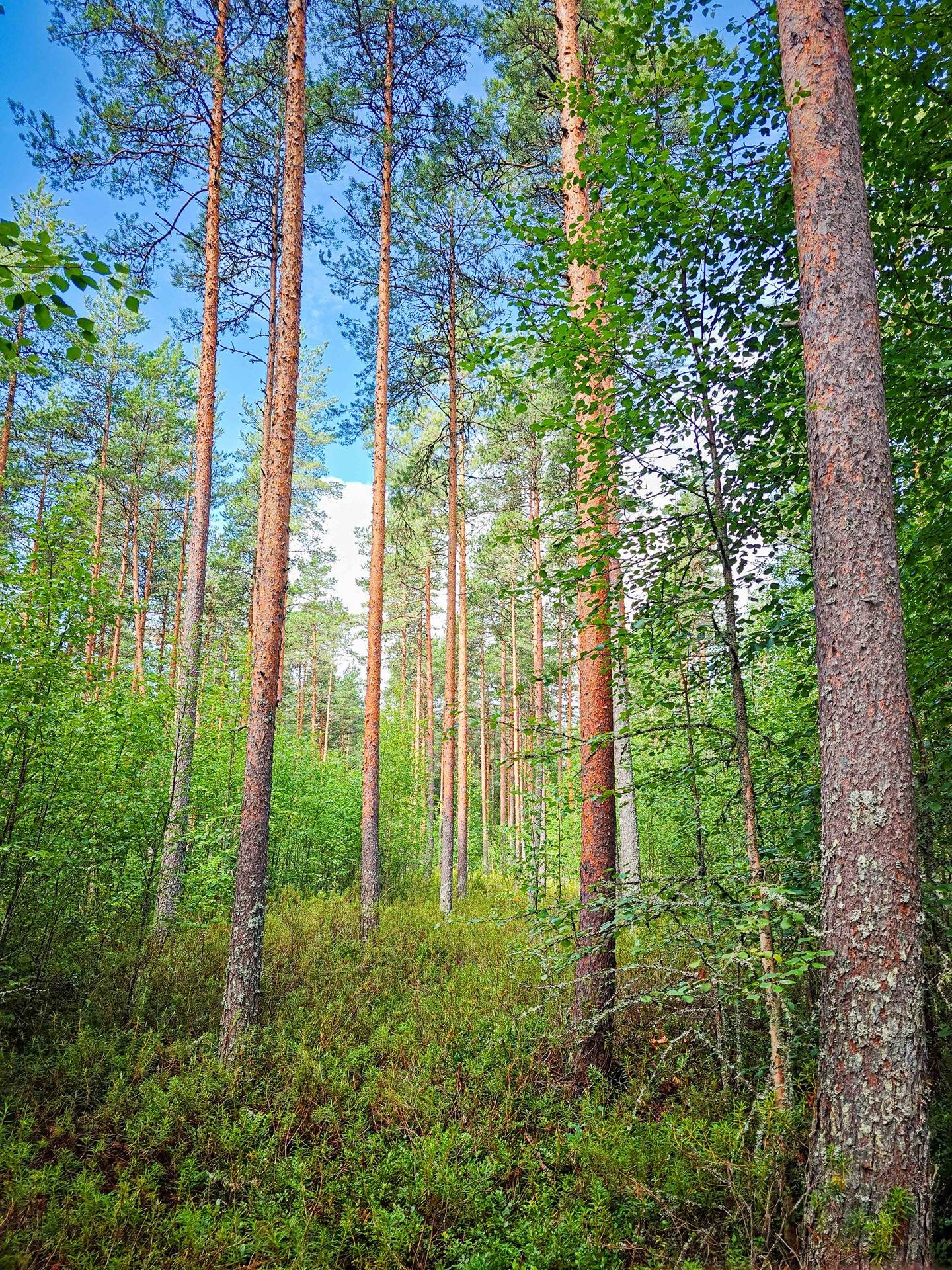 Isokyrö, Pitkärämäköntie ja Lehmäjoki, Rinta-Ollikkala 2:144 16