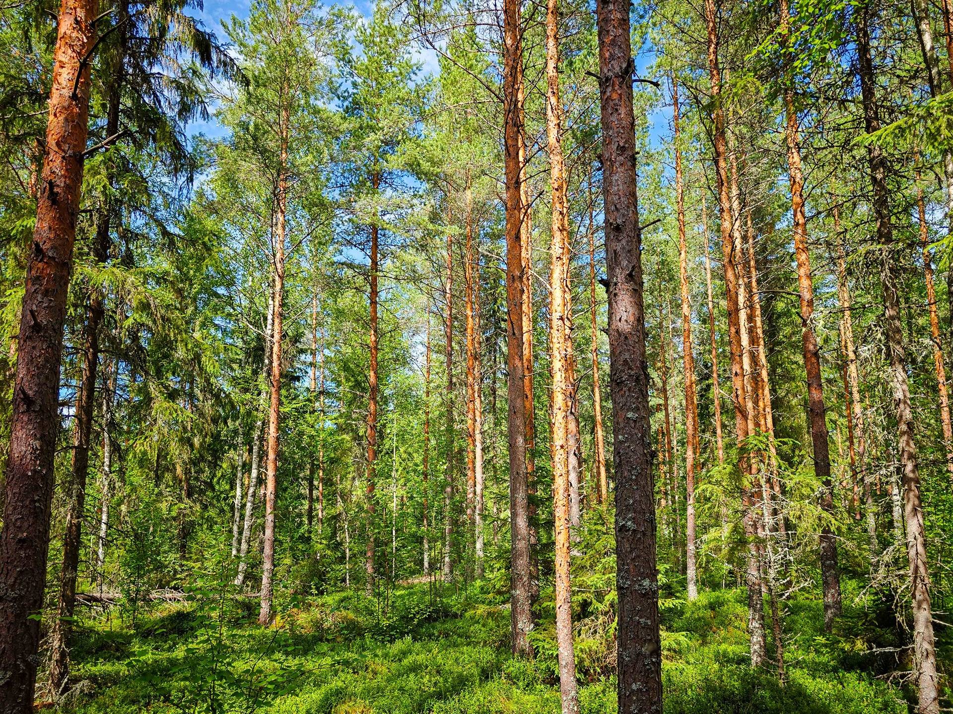 Isokyrö, Pitkärämäköntie ja Lehmäjoki, Rinta-Ollikkala 2:144 25