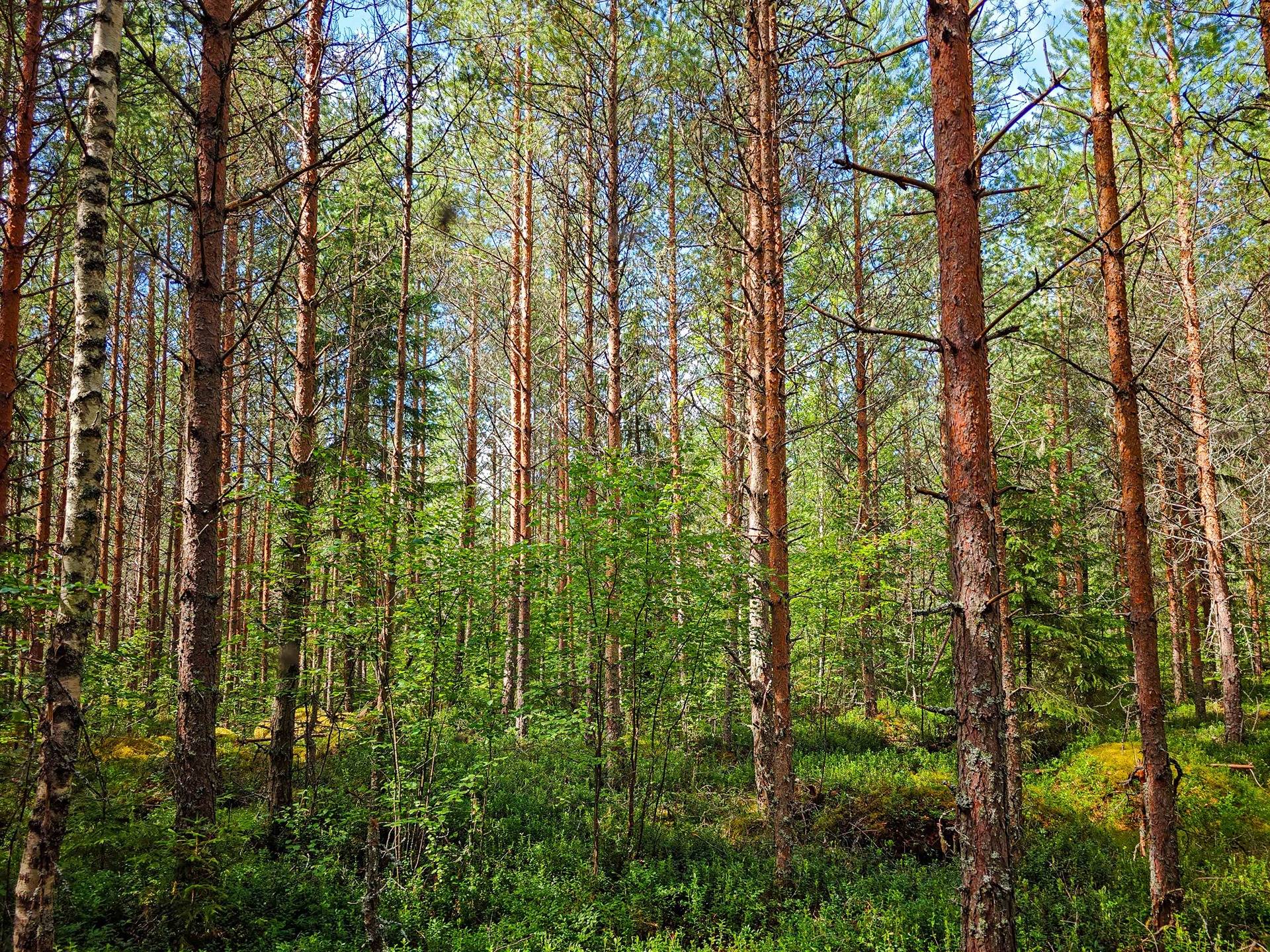 Isokyrö, Pitkärämäköntie ja Lehmäjoki, Rinta-Ollikkala 2:144 26