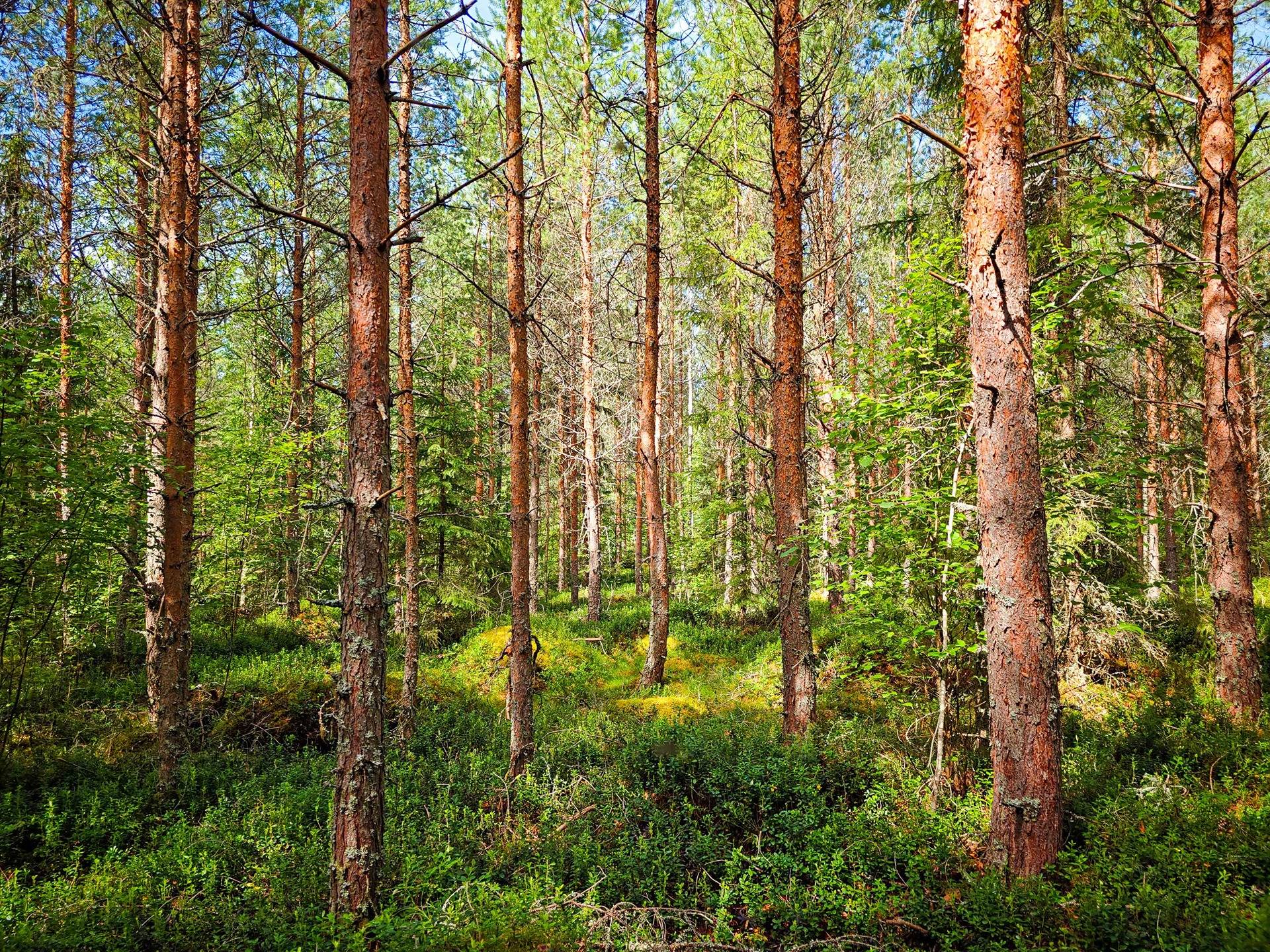 Isokyrö, Pitkärämäköntie ja Lehmäjoki, Rinta-Ollikkala 2:144 27