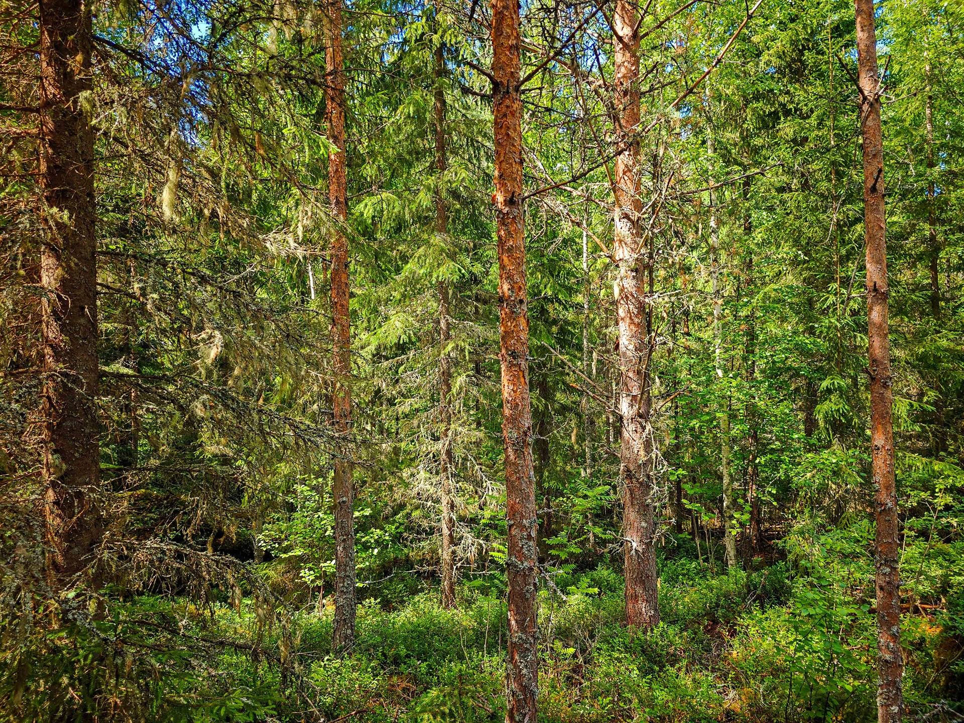 Isokyrö, Pitkärämäköntie ja Lehmäjoki, Rinta-Ollikkala 2:144 28