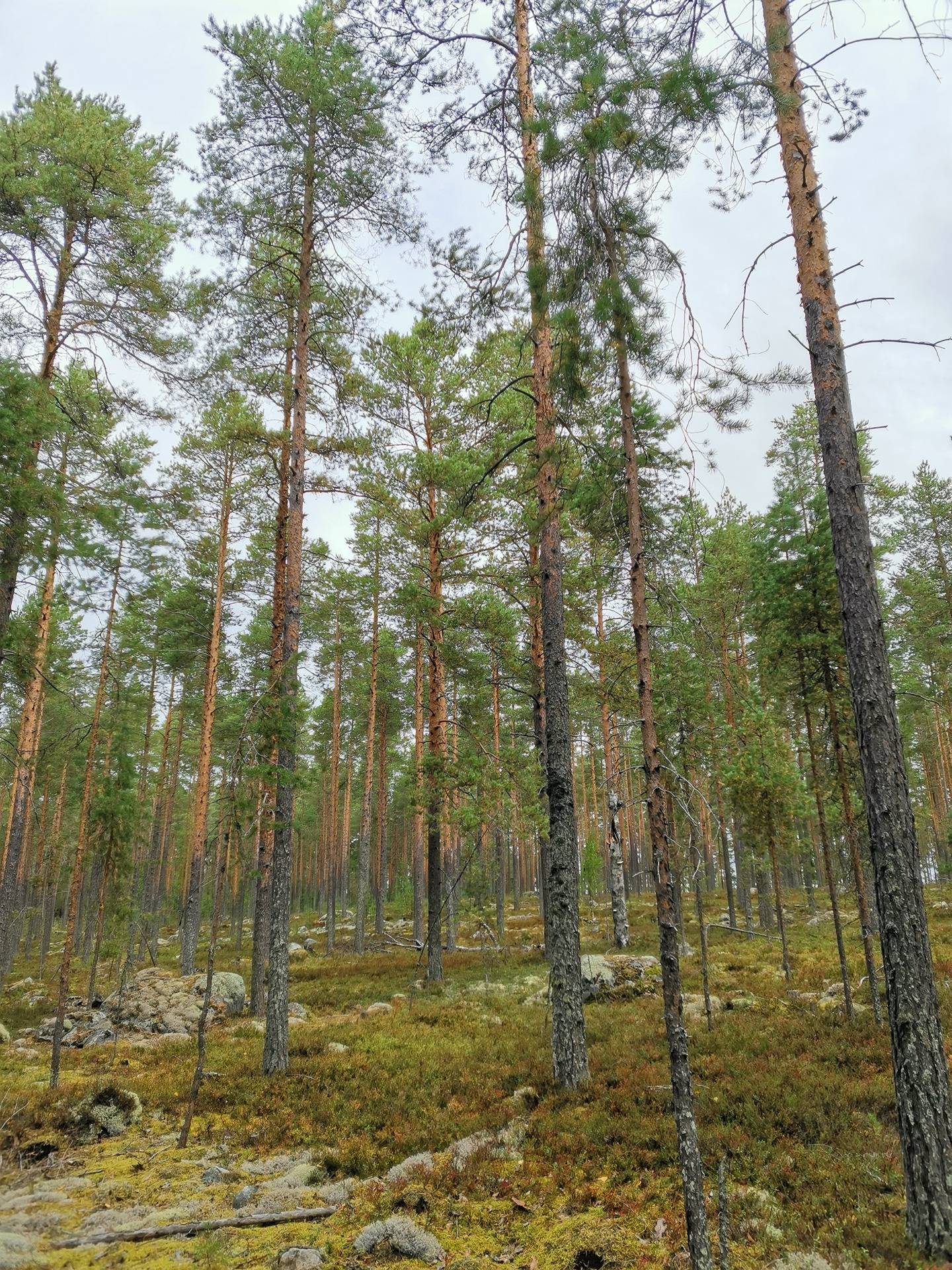 LAMPOSAARI 422-432-11-68, Vuonislahti 18