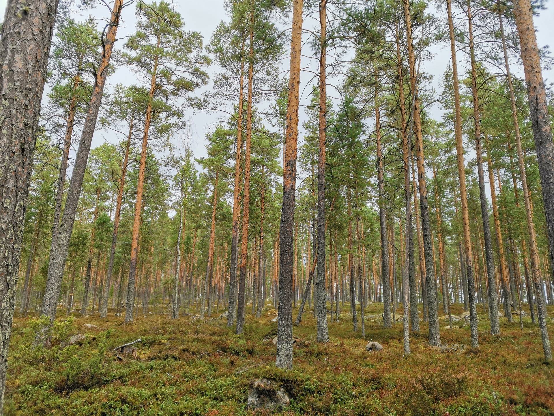 LAMPOSAARI 422-432-11-68, Vuonislahti 19