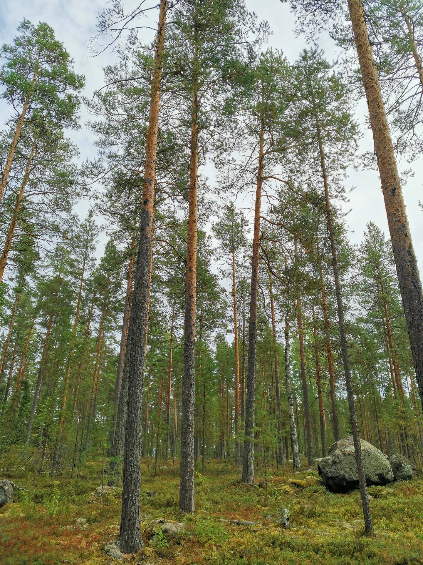 LAMPOSAARI 422-432-11-68, Vuonislahti 12