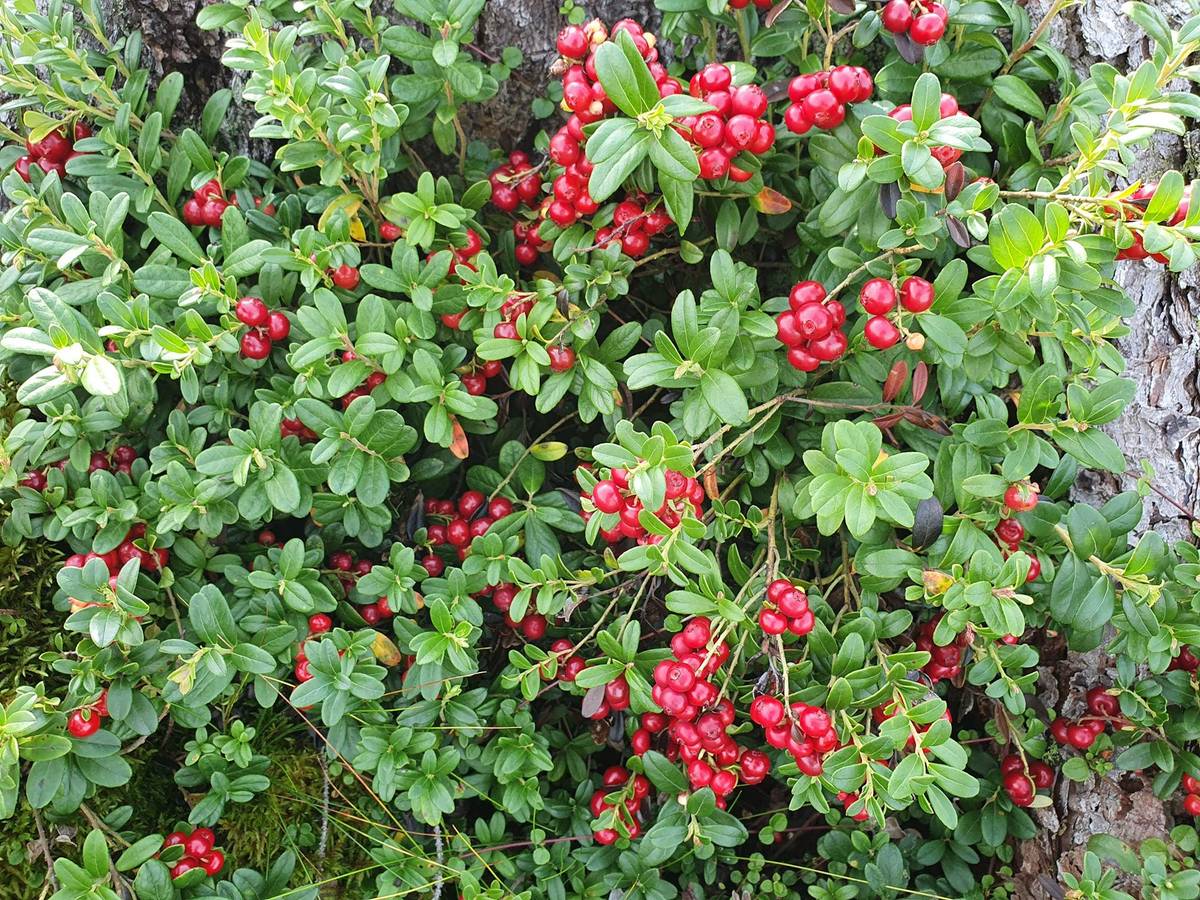 Kansikuva kohteelle Kuusamon yhteismetsä osuus 0,022900