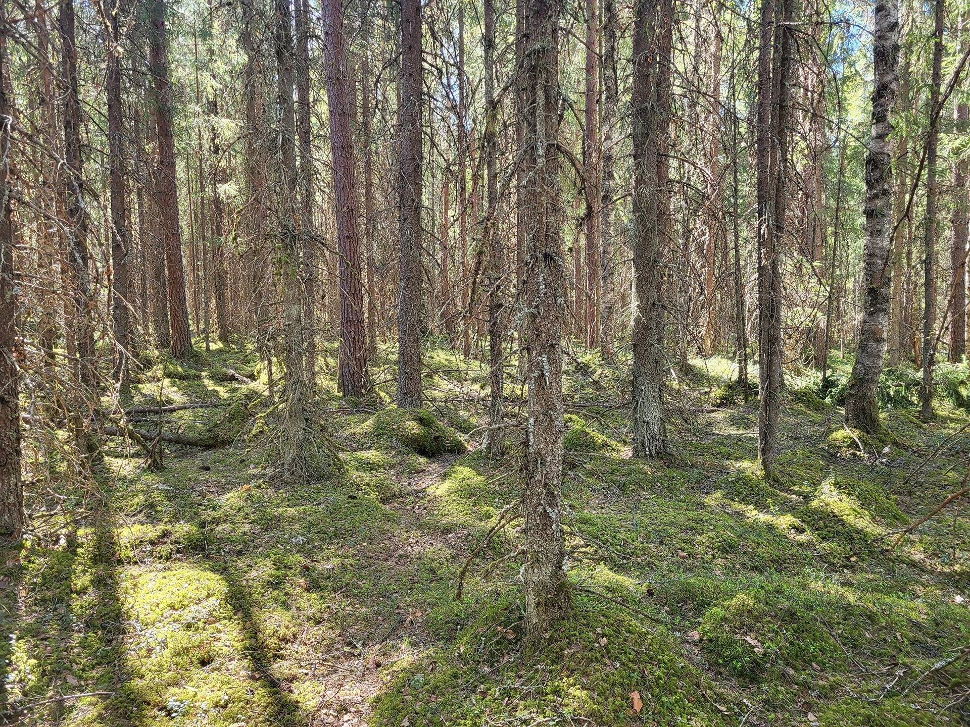 Kansikuva kohteelle Metsämääräala Rantala 9:36