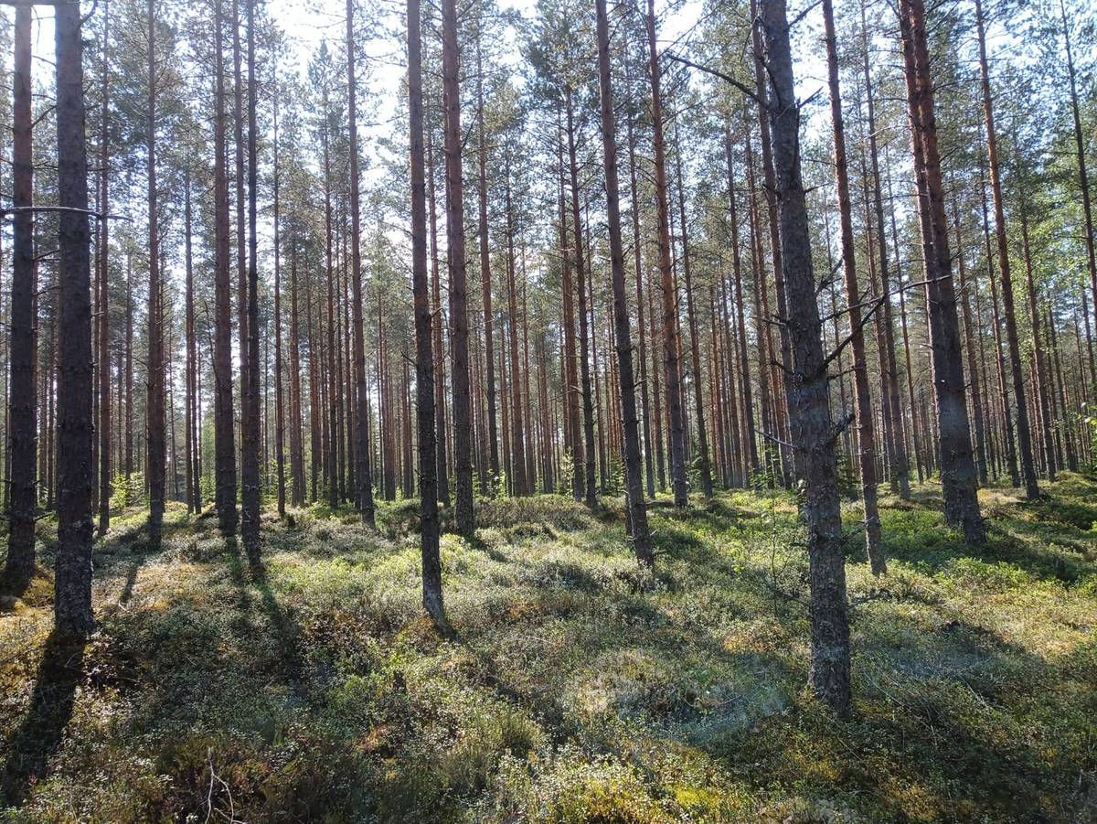 Omslagsbild för objektet Skog 6:53, Påras