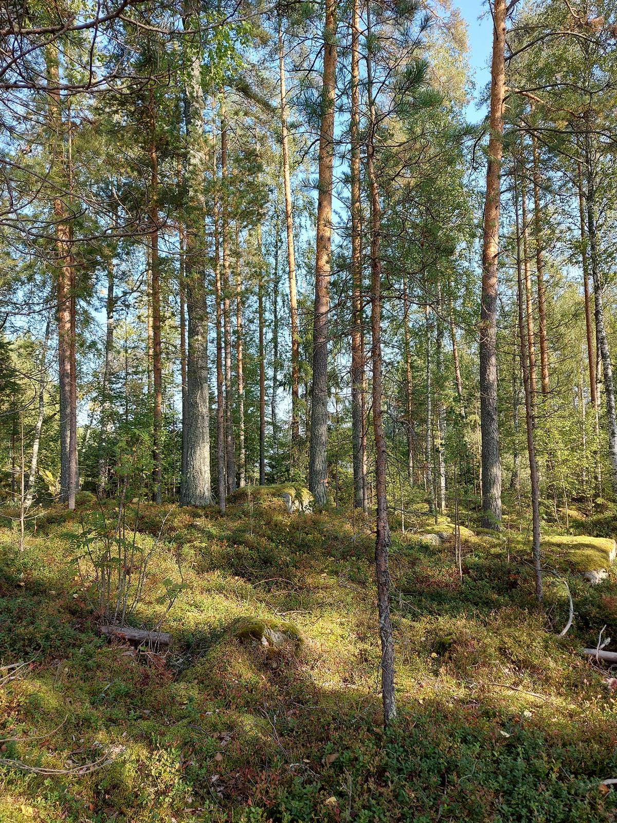 Omslagsbild för objektet Vaapukkasaari 915-426-4-43