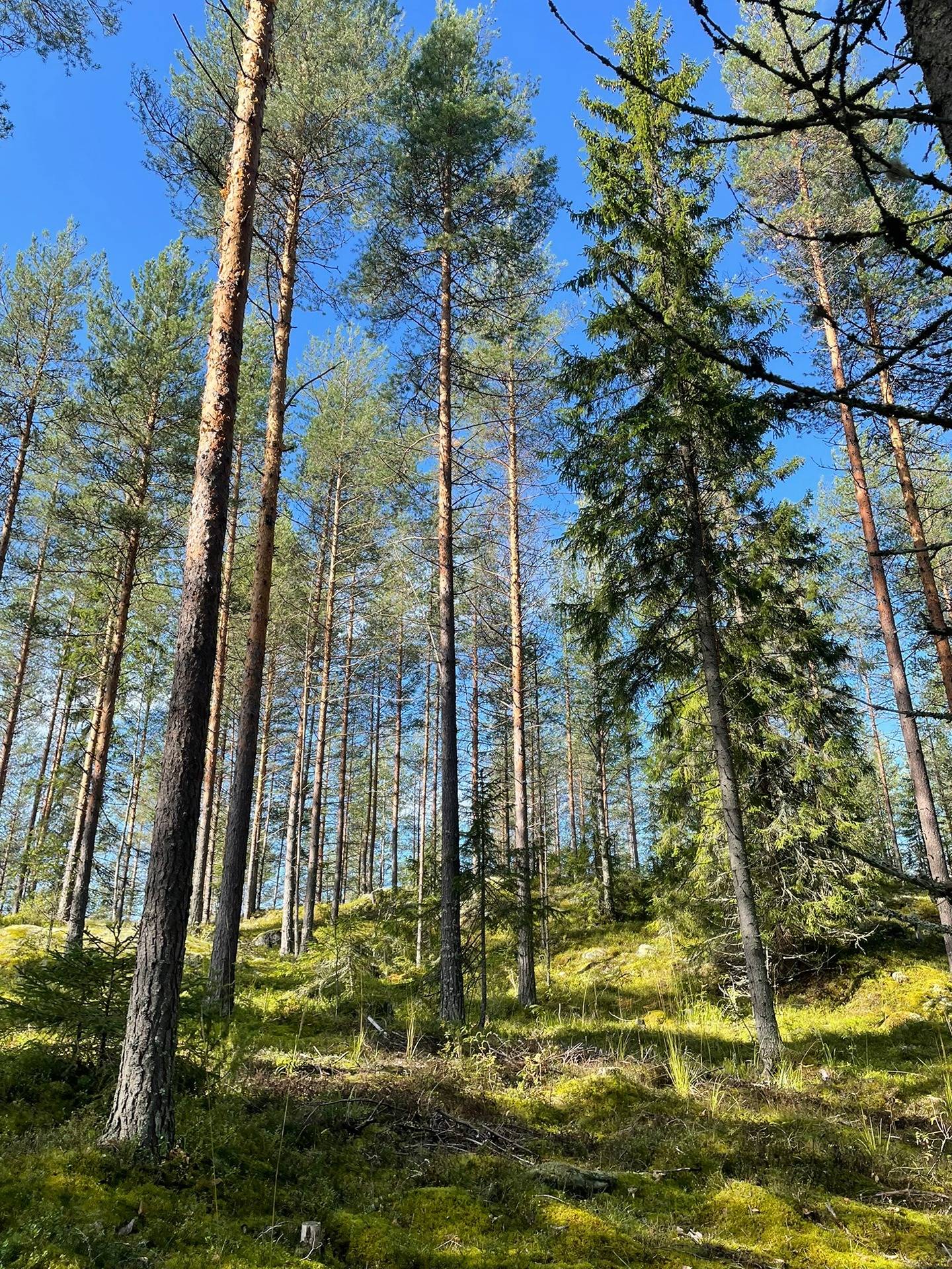 Puumala, Mäntyheiska 3:77, 32,08 ha 5