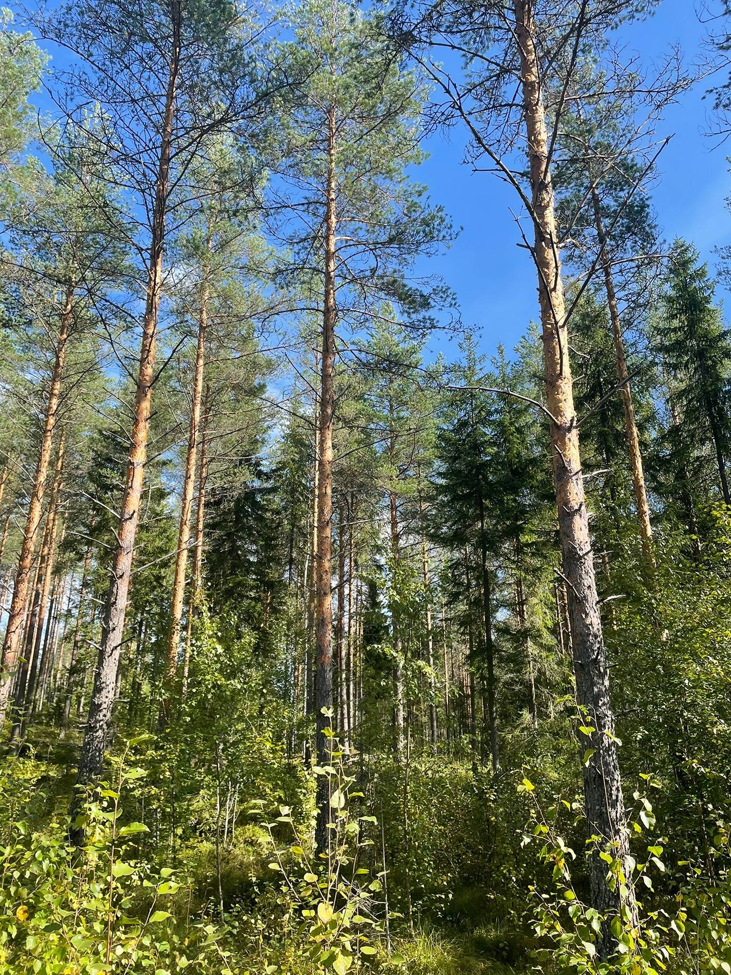 Puumala, Mäntyheiska 3:77, 32,08 ha 7