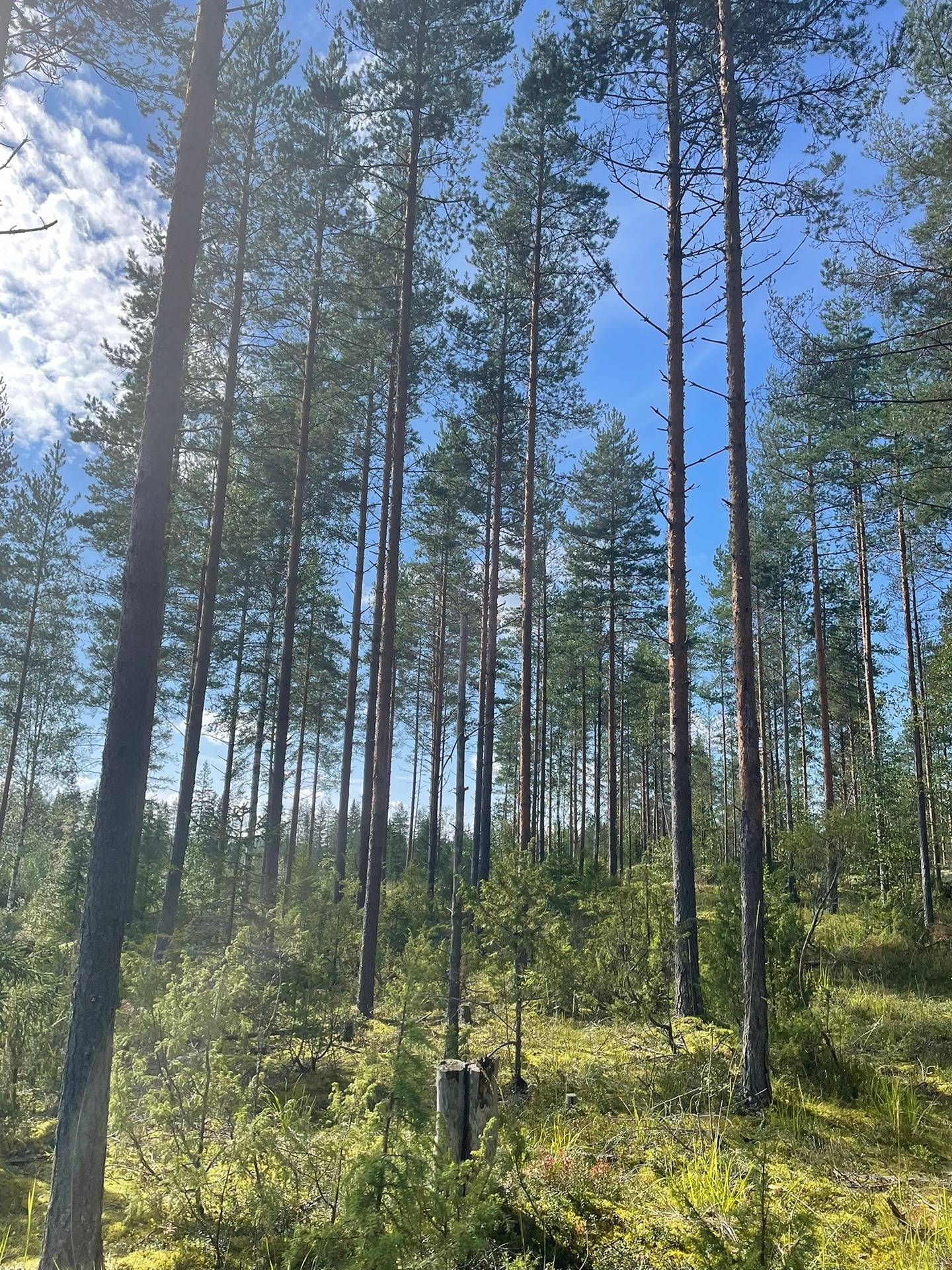 Puumala, Mäntyheiska 3:77, 32,08 ha 10