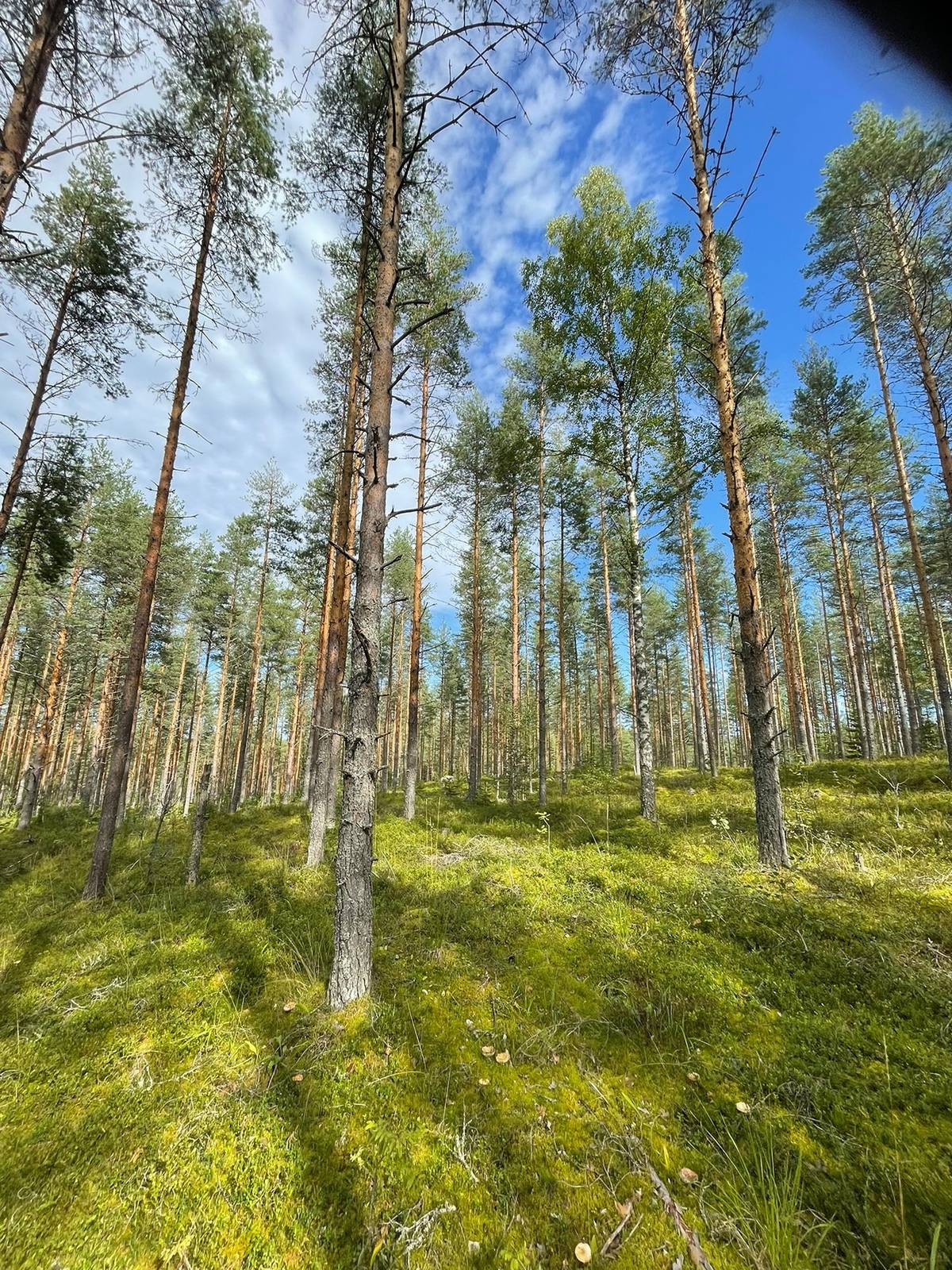 Kansikuva kohteelle Puumala, Mäntyheiska 3:77, 32,08 ha