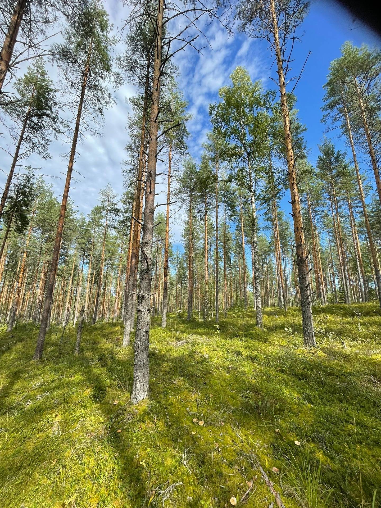 Omslagsbild för objektet Puumala, Mäntyheiska 3:77, 32,08 ha