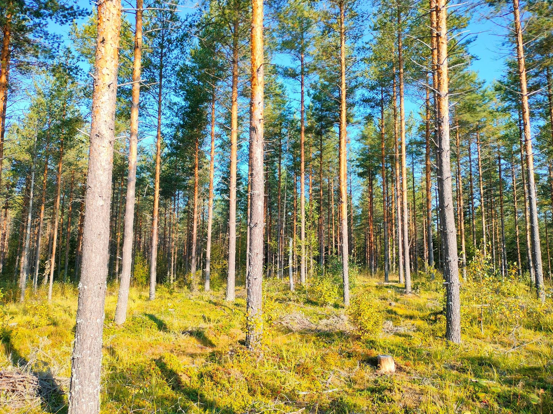 Kansikuva kohteelle KOIVUHARJU 260-418-17-40 Närsäkkälä