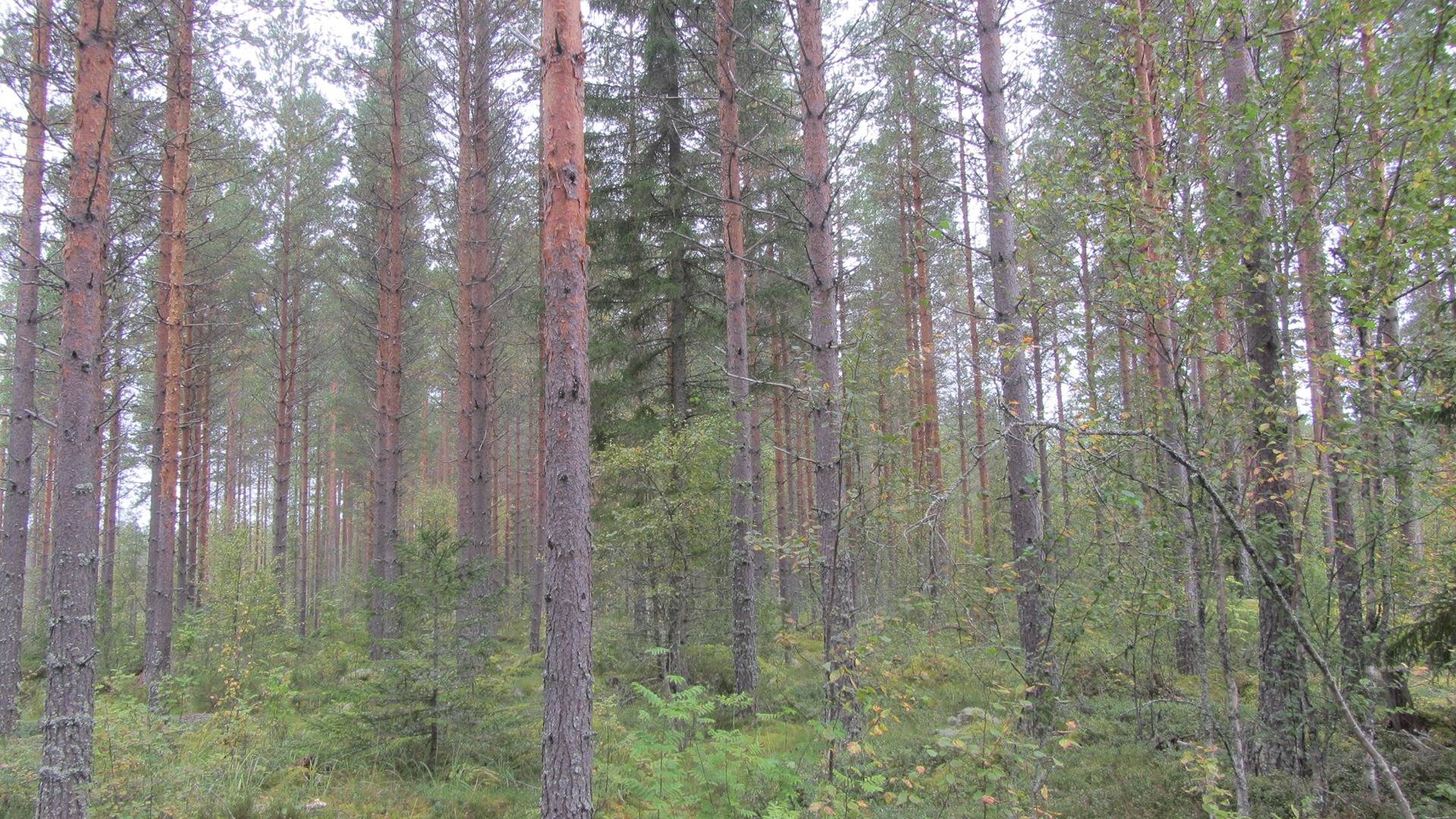 Omslagsbild för objektet Tasamäki RN:o 10:23