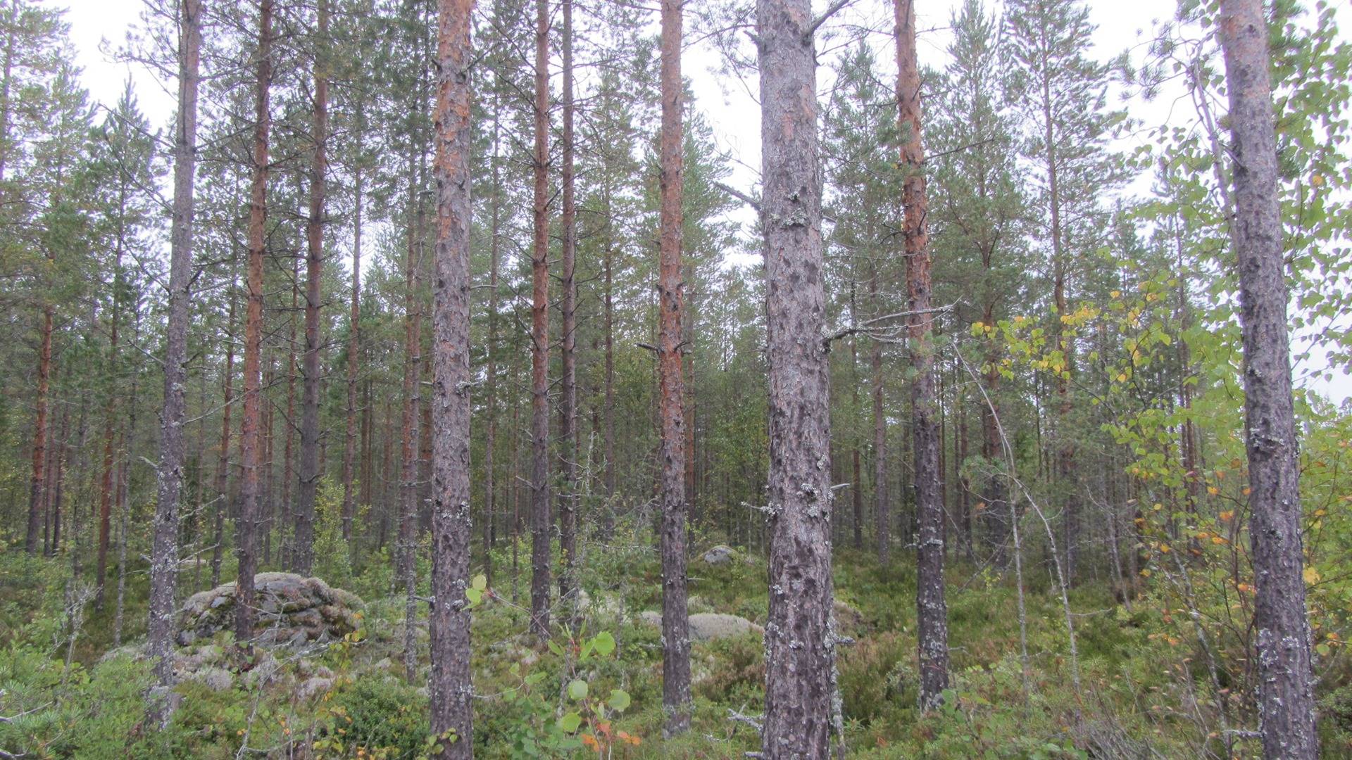 Tasamäki RN:o 10:23 42