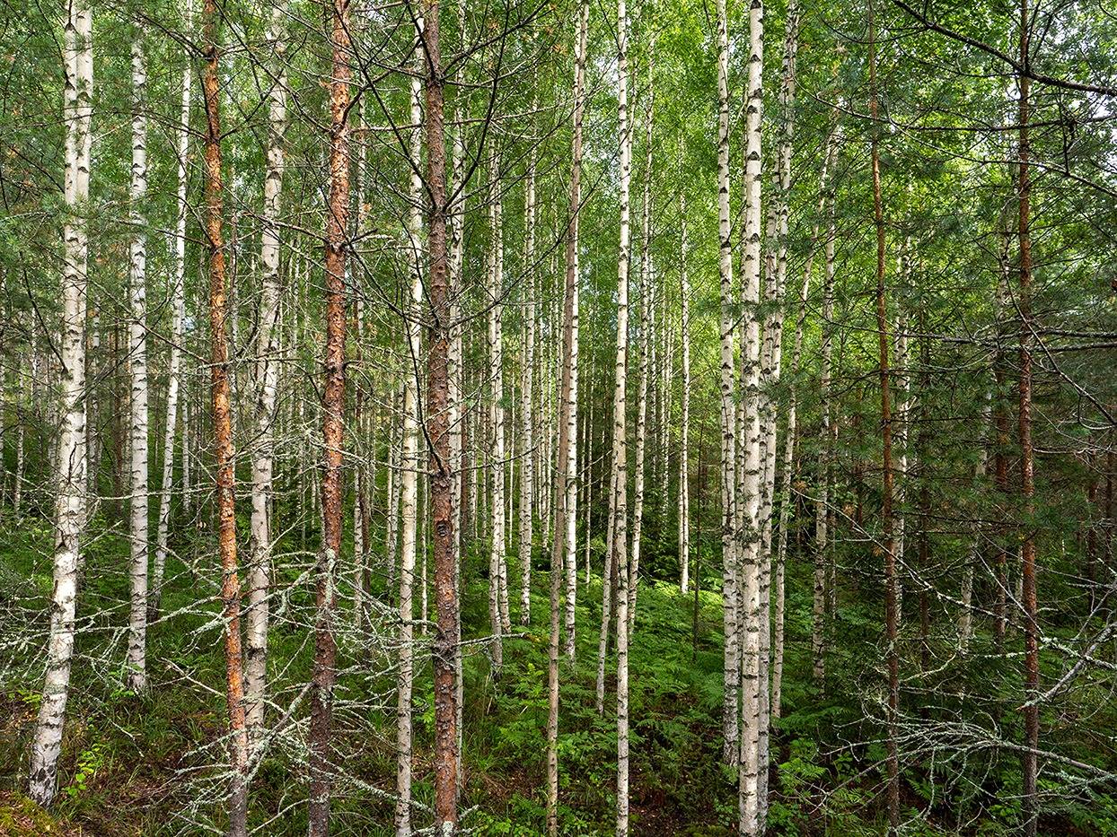 Kapakkasuo, Korpela, Sikolampi (määräala) ja Ahola (määräala) 2